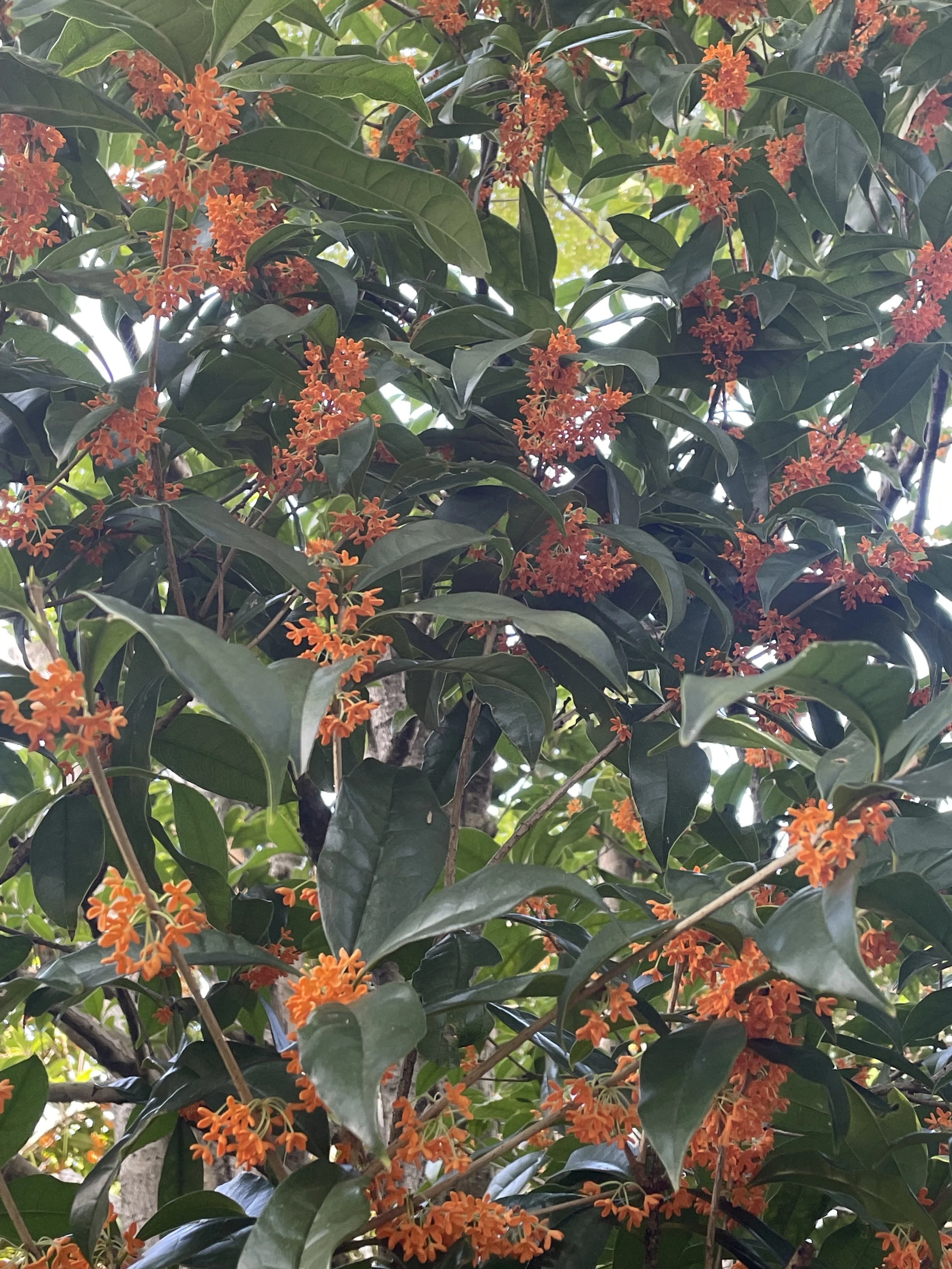 鳶尾ピアノ教室 鳶尾教室 画像 55