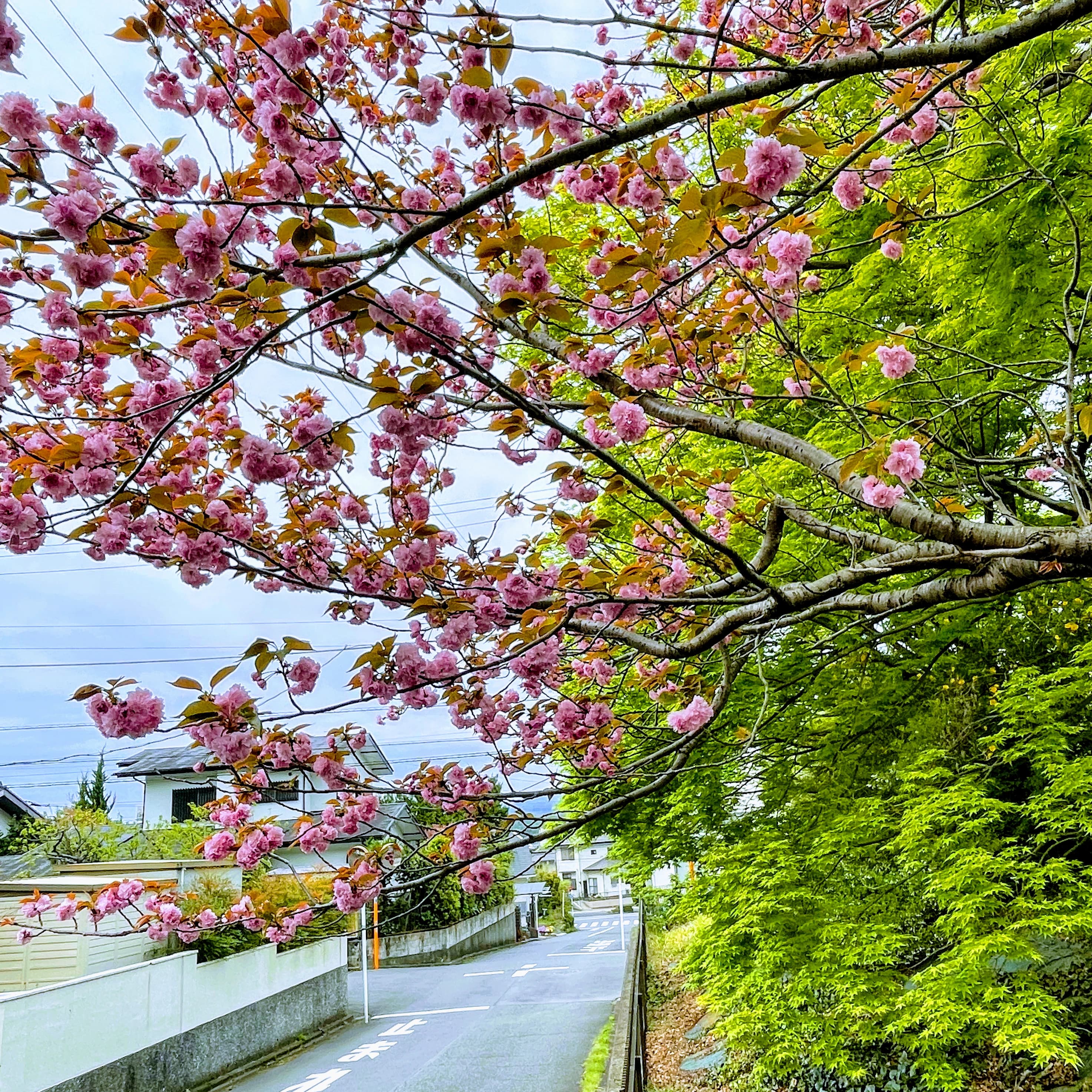 鳶尾ピアノ教室 鳶尾教室 画像 66