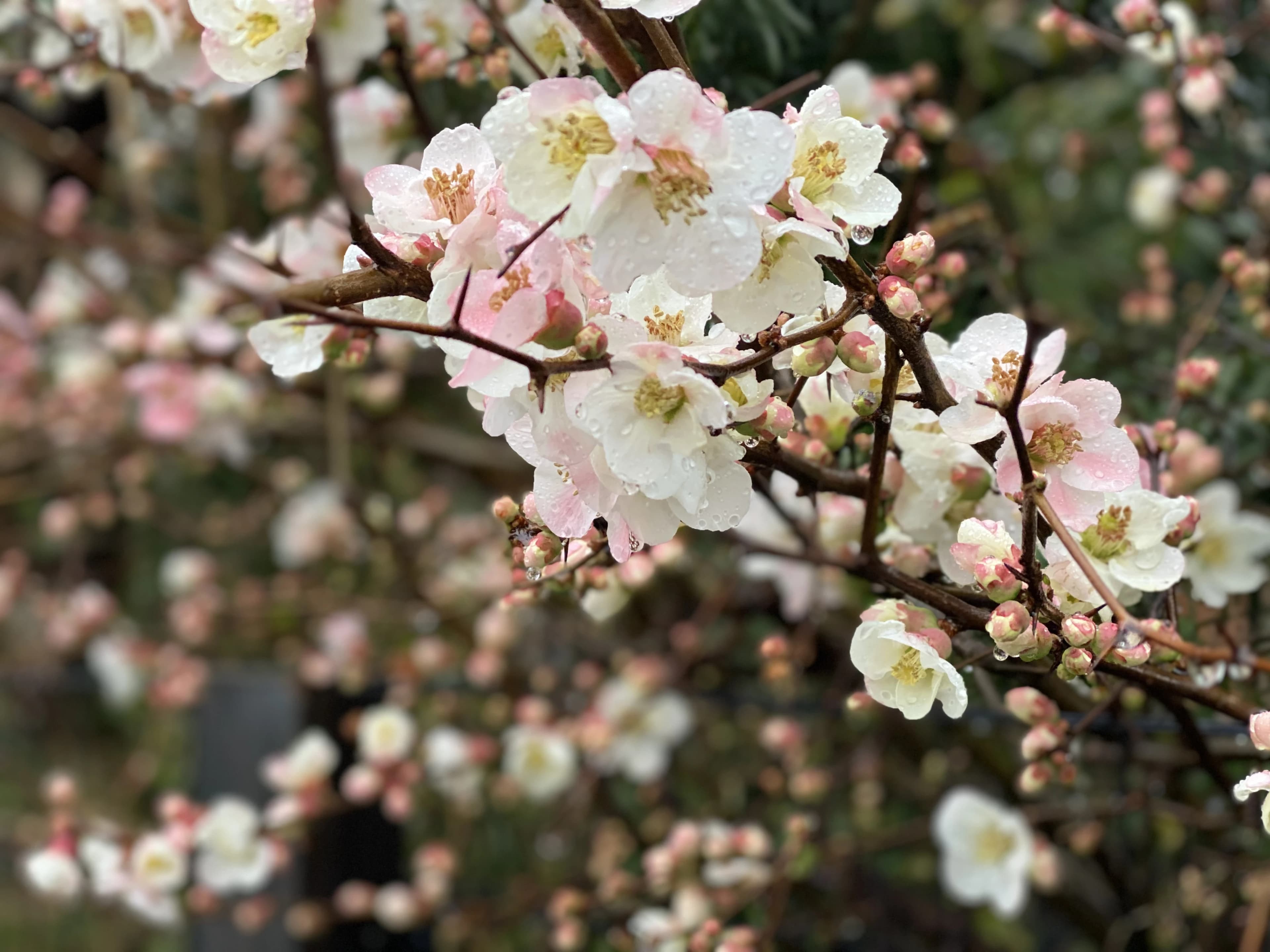 ヒロコ英語ピアノ教室 南浦和教室 画像 19