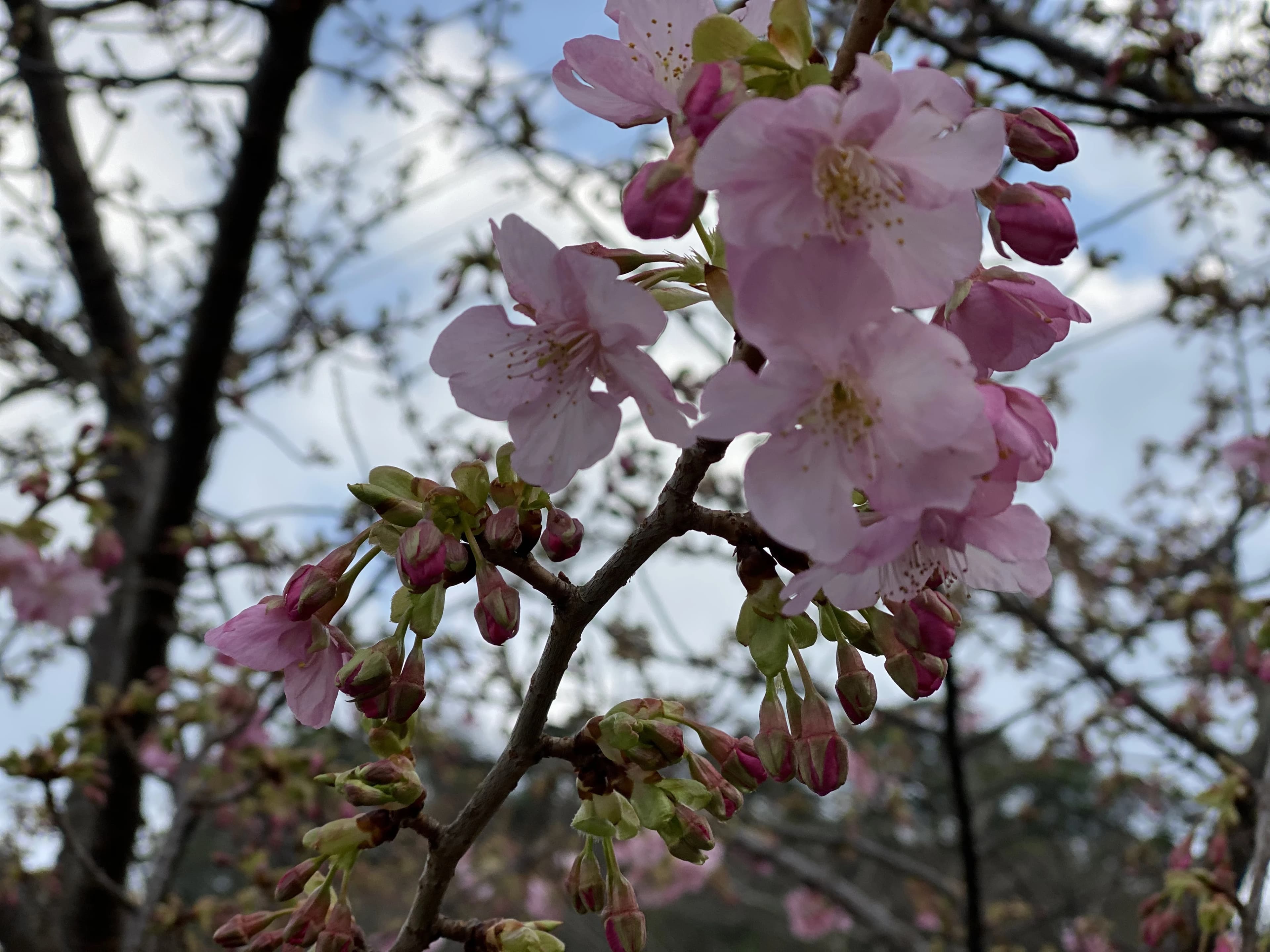 ヒロコ英語ピアノ教室 南浦和教室 画像 48