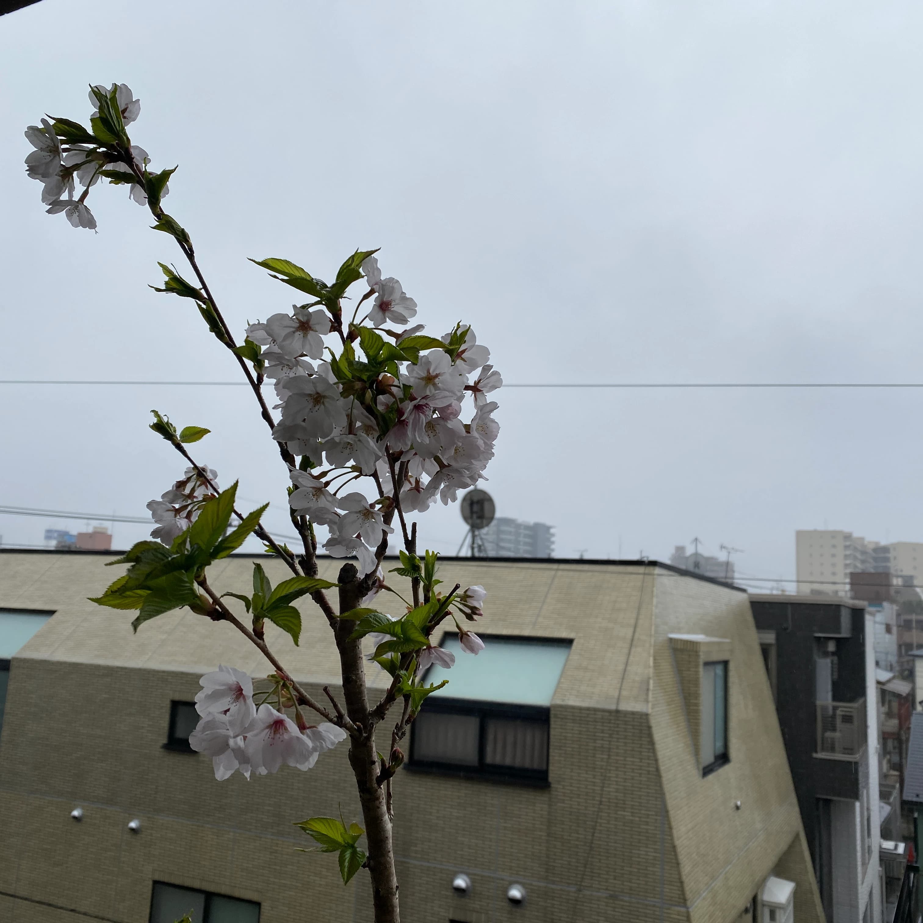 ヒロコ英語ピアノ教室 南浦和教室 画像 58