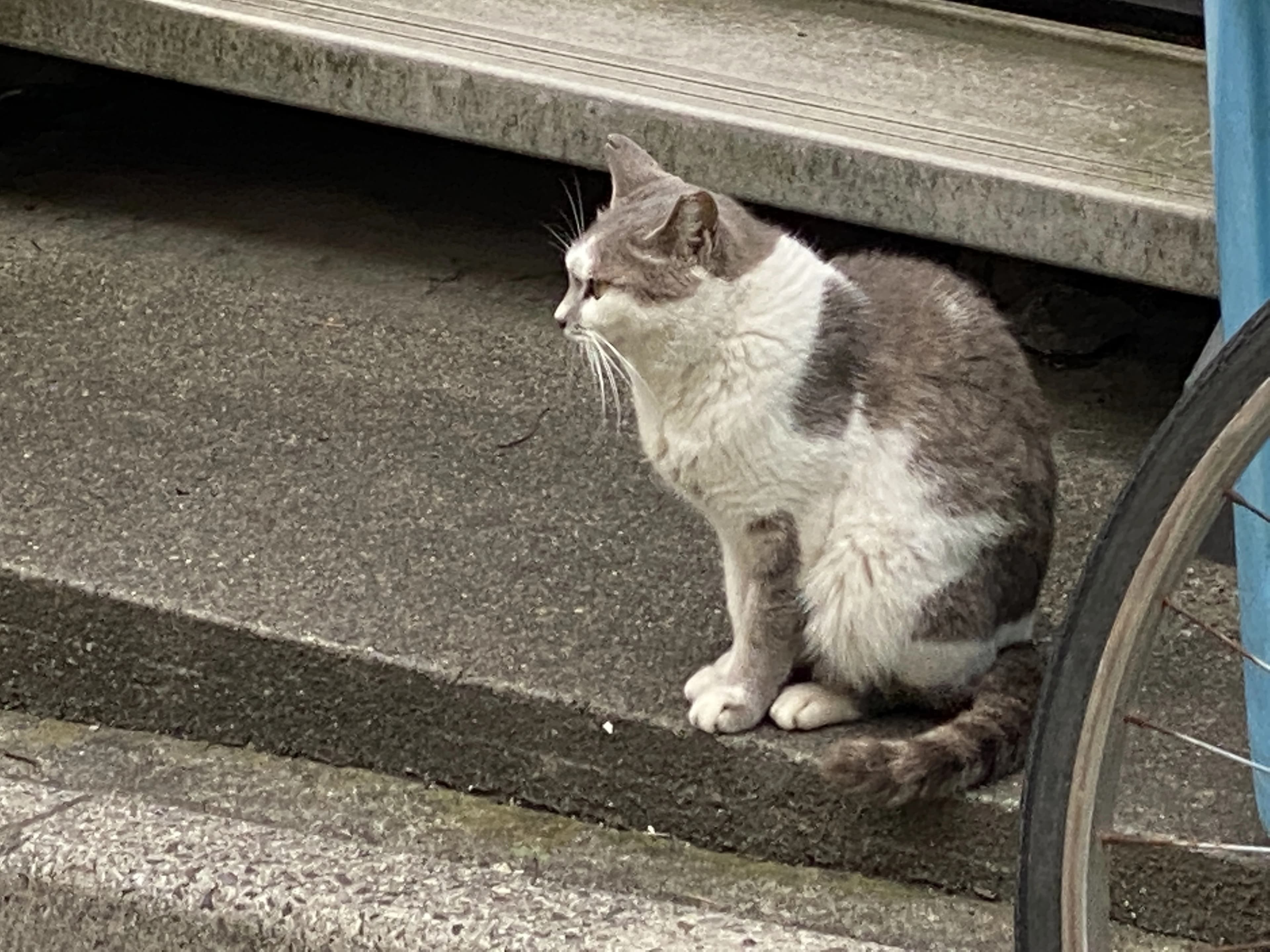 ヒロコ英語ピアノ教室 南浦和教室 画像 67