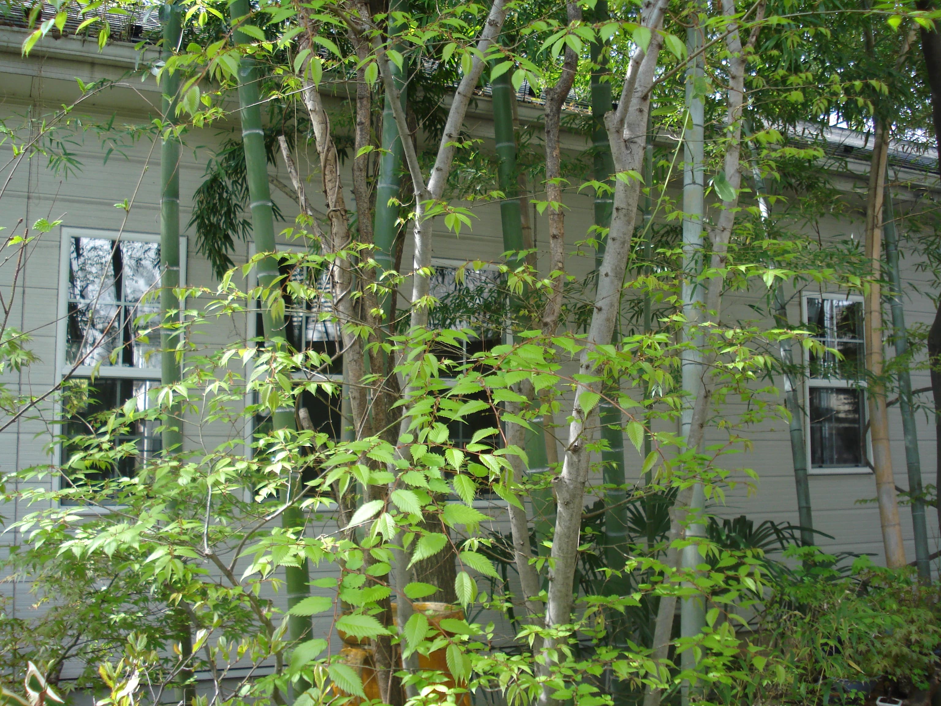 森の音楽教室 ピアノ 大東教室のサムネイル画像 2