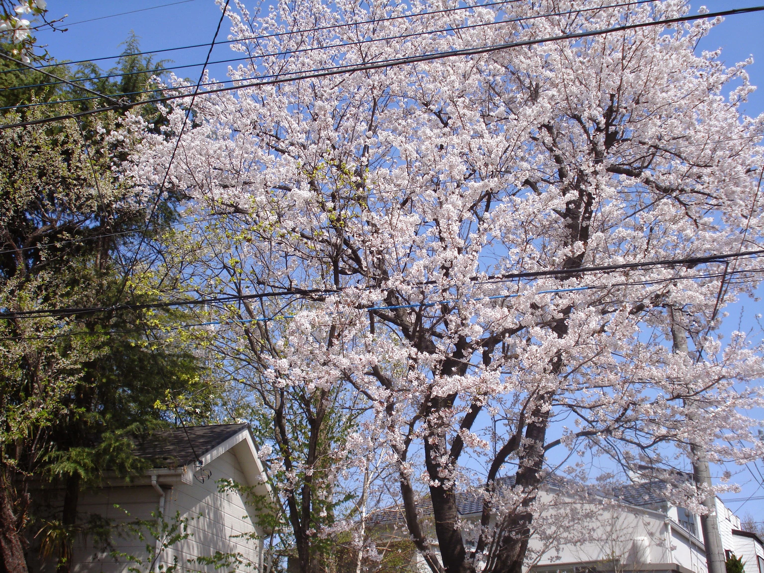森の音楽教室 ピアノ 大東教室のサムネイル画像 4