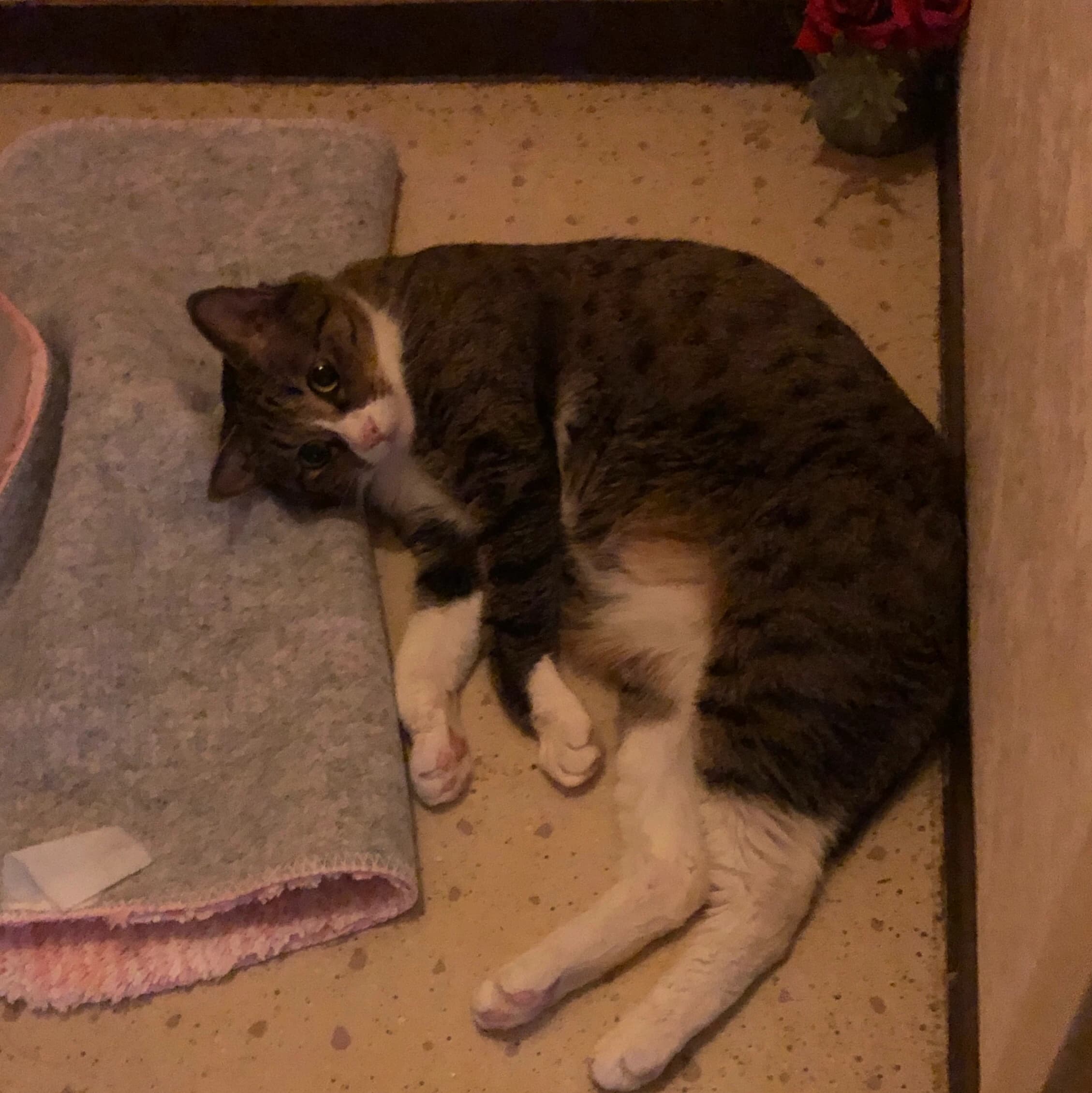 金子ちかこピアノ教室 共栄町教室 画像 29