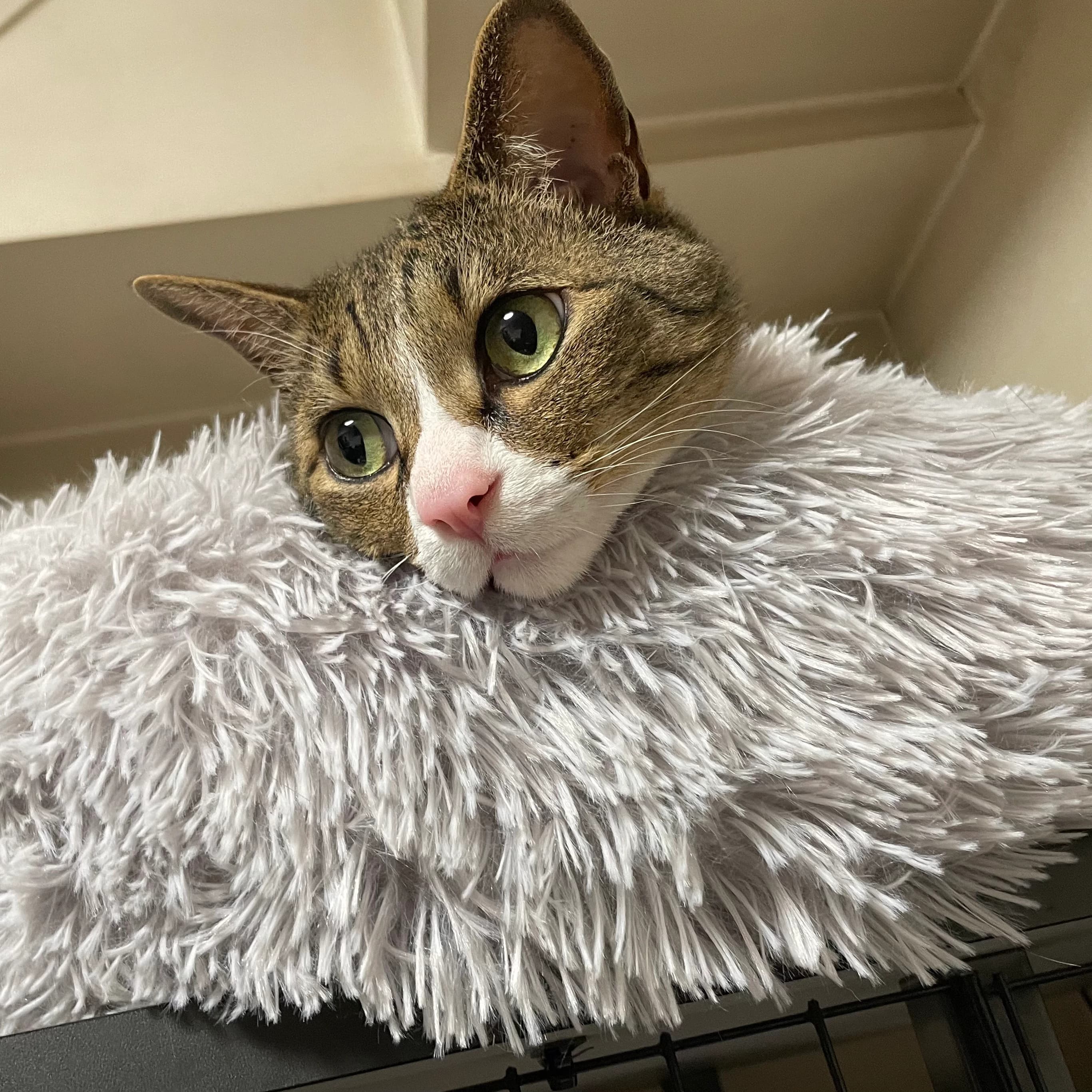 金子ちかこピアノ教室 共栄町教室 画像 65