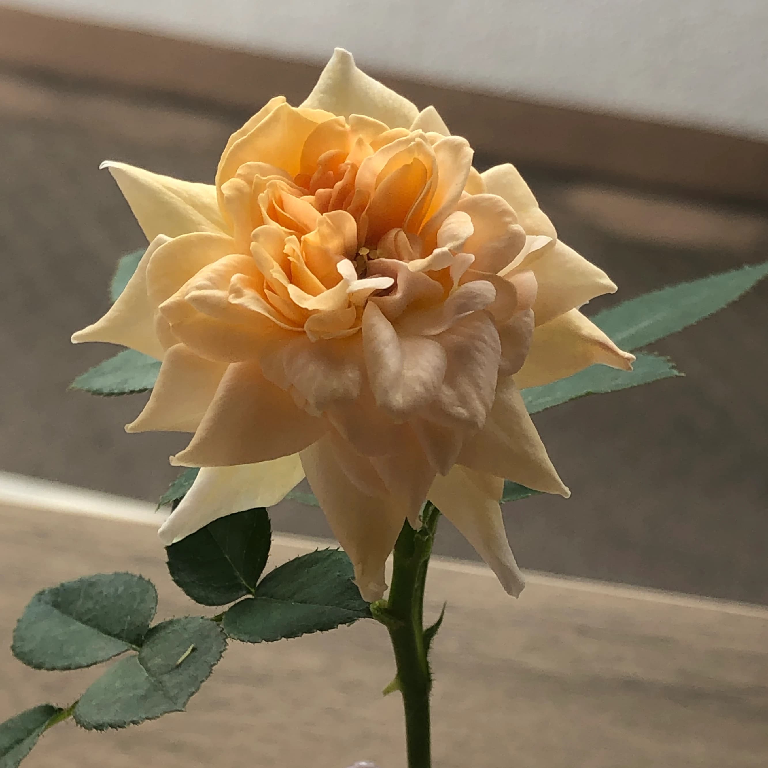 金子ちかこピアノ教室 共栄町教室 画像 66