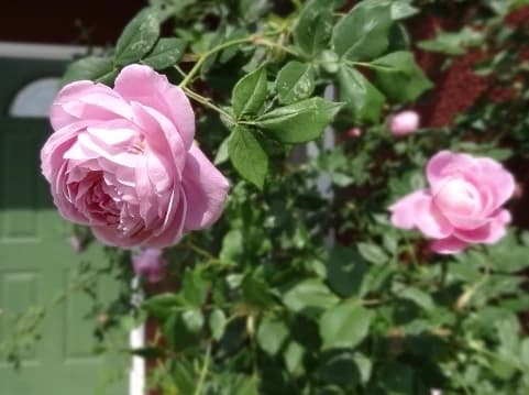 Adagiettoピアノ教室 本町教室のサムネイル画像 2