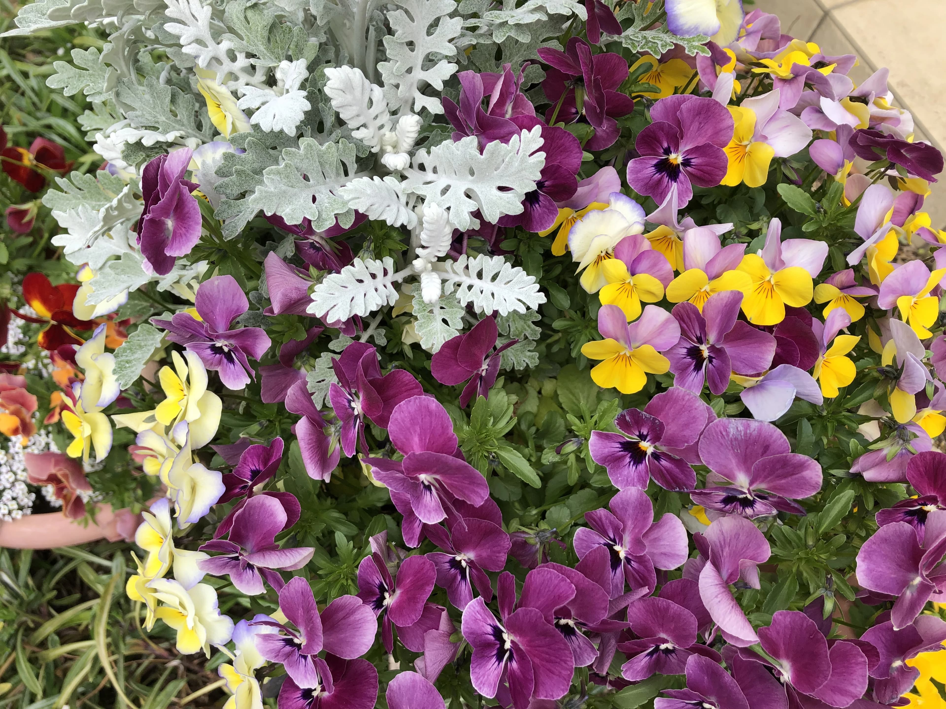 そがべピアノ教室 川本花園教室のサムネイル画像 3
