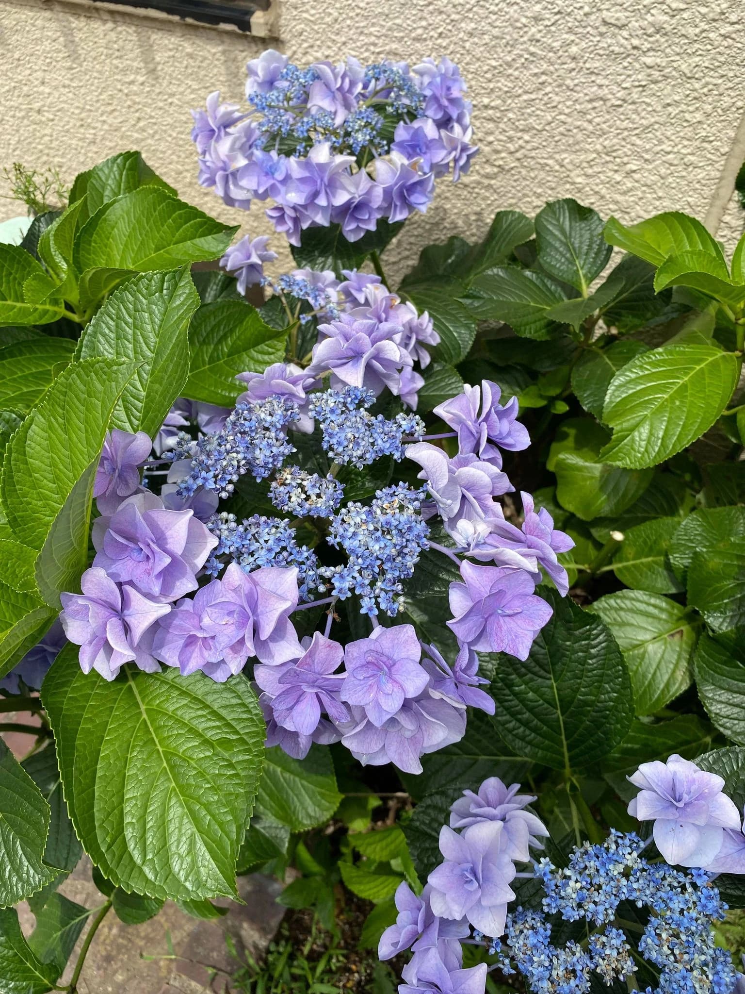 ルプリーズ音楽教室 ピアノ 船橋日大前教室のサムネイル画像 3