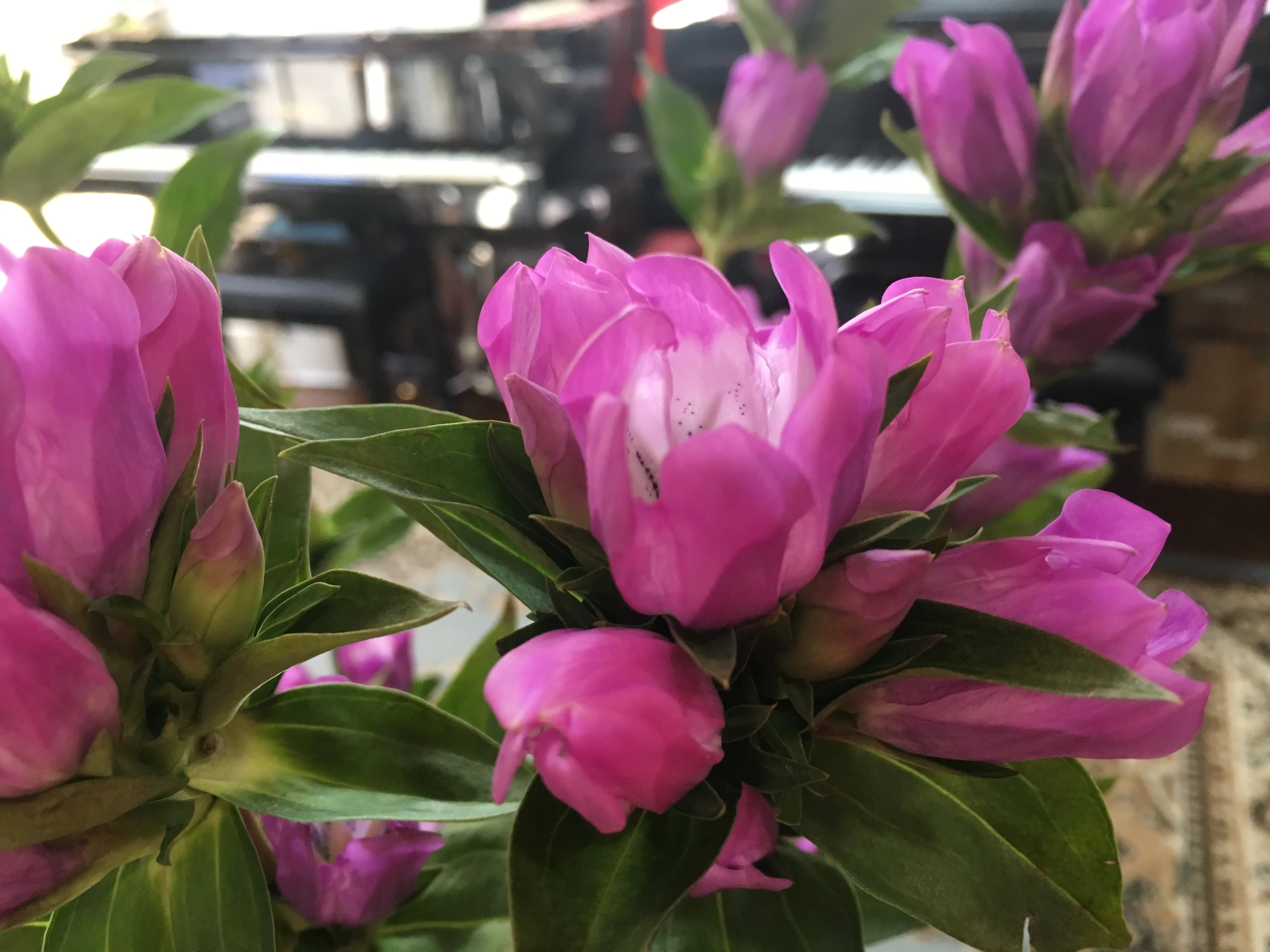 桐生さいとうピアノ教室 元宿町教室のサムネイル画像 2