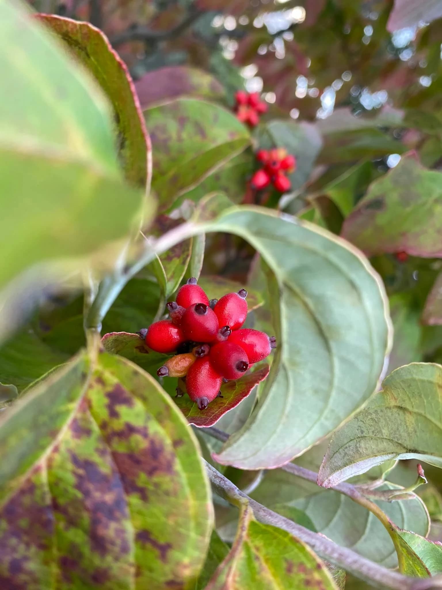 蔵スタジオ三谷 ピアノ 内田教室のサムネイル画像 2