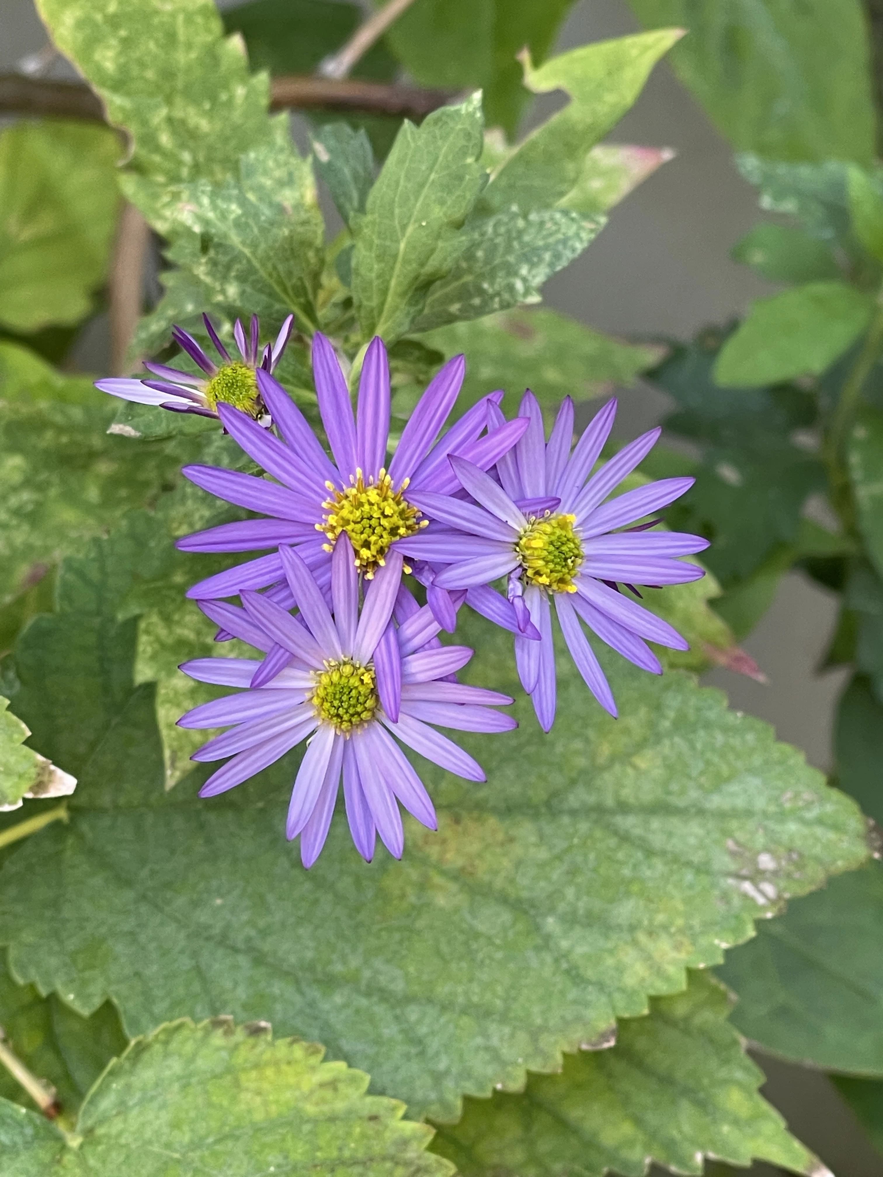 山本音楽研究室 ピアノ 上松教室のサムネイル画像 3