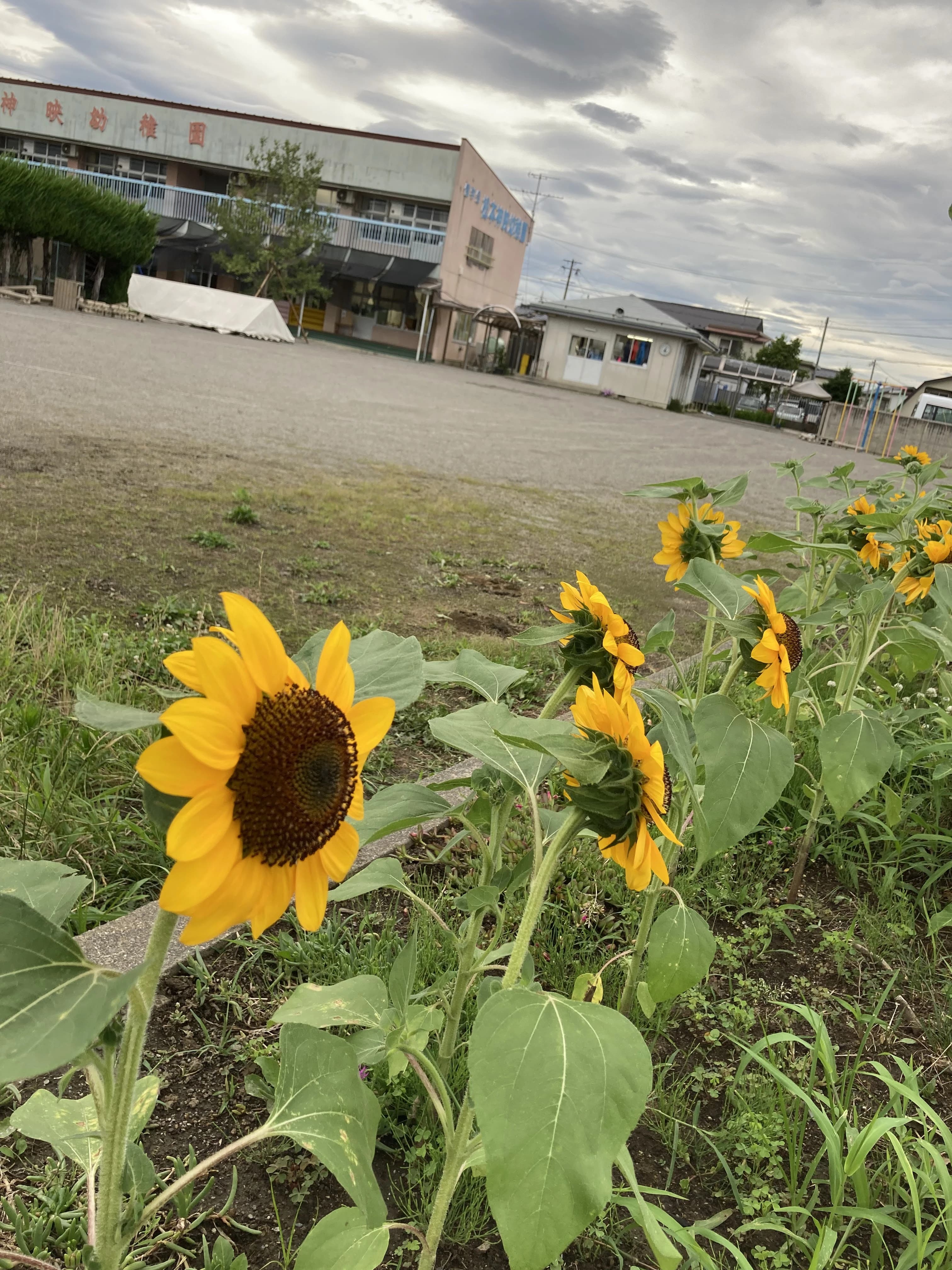 信学会 ピアノ 松本神映教室のメイン画像