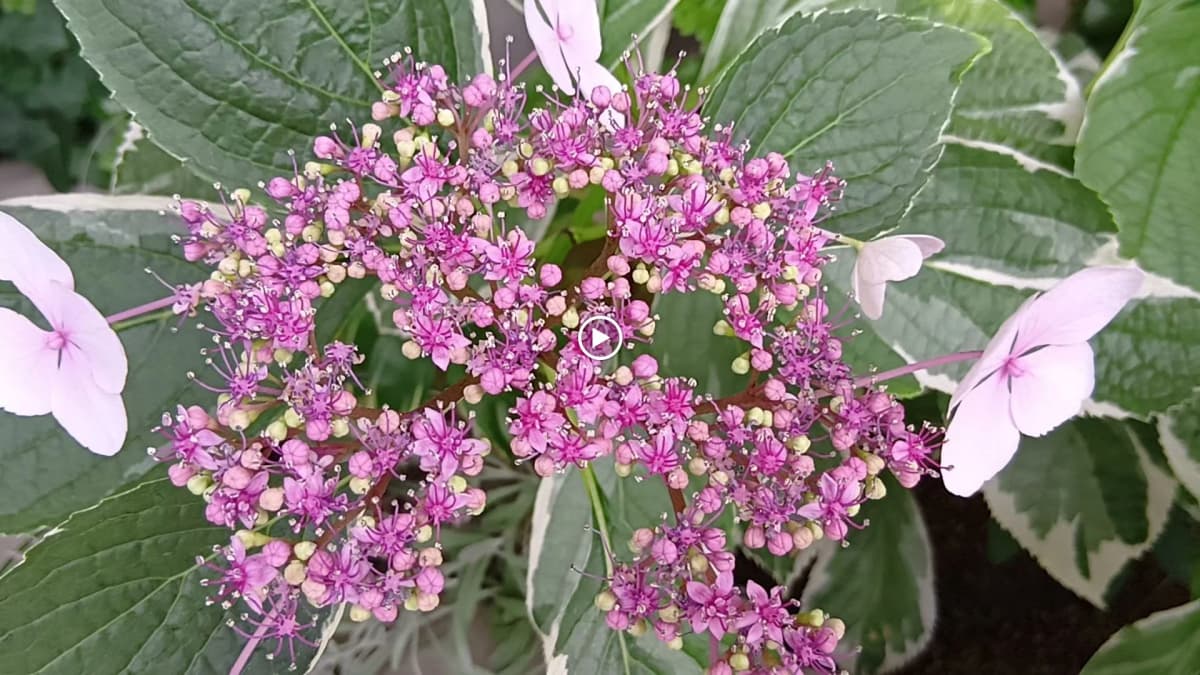 ハセガワ楽器 ピアノ 午新田のサムネイル画像 4