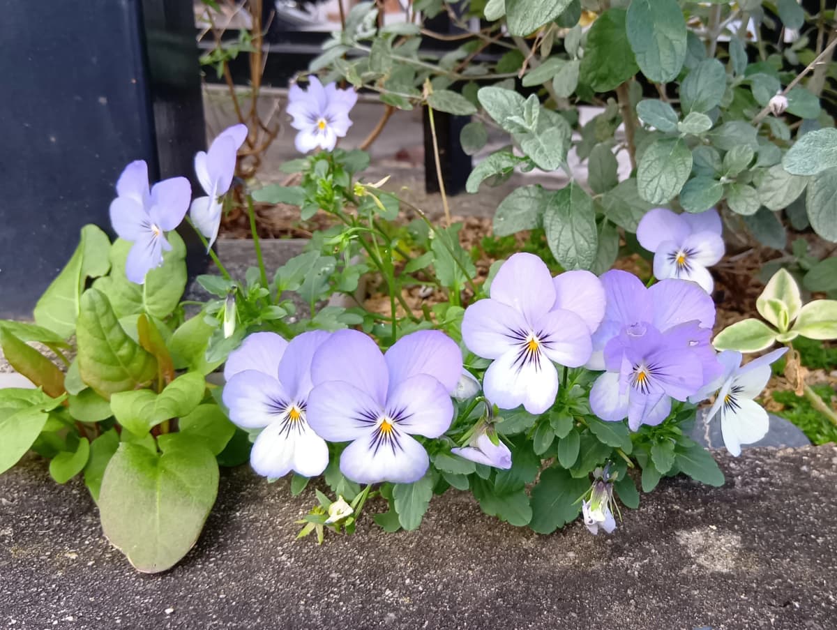 ハセガワ楽器 ピアノ 奥 町 画像 101