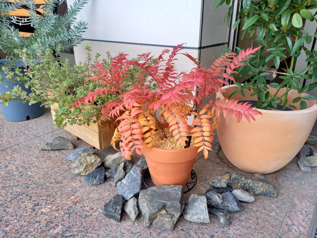 ハセガワ楽器 ピアノ 奥 町 画像 103