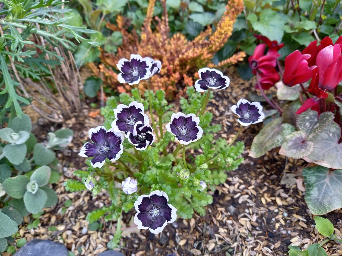 ハセガワ楽器 ピアノ 奥 町 画像 108