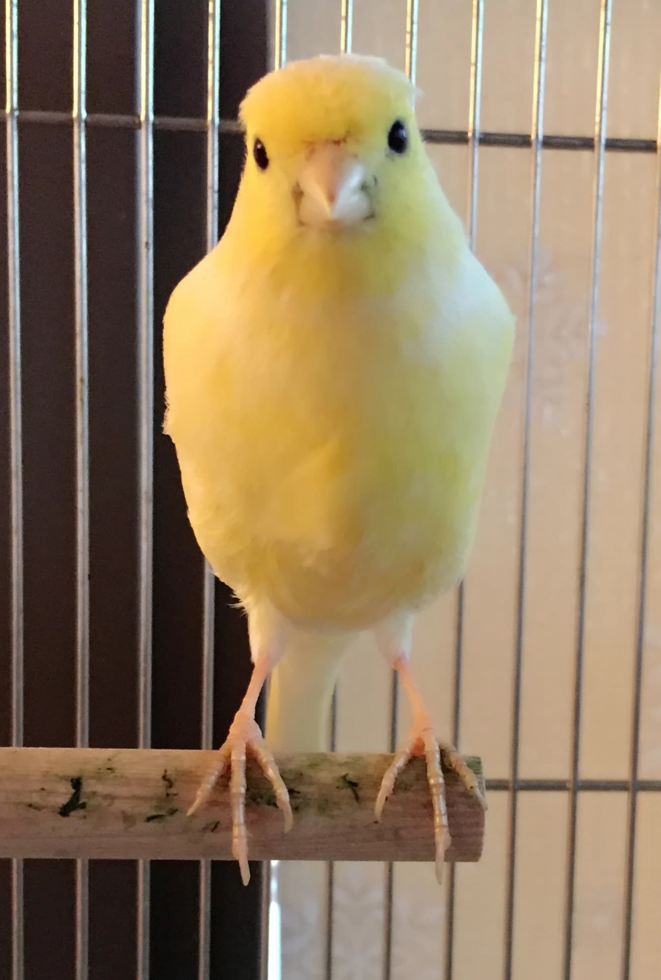 森音楽教室 ピアノ 都島教室のサムネイル画像 2