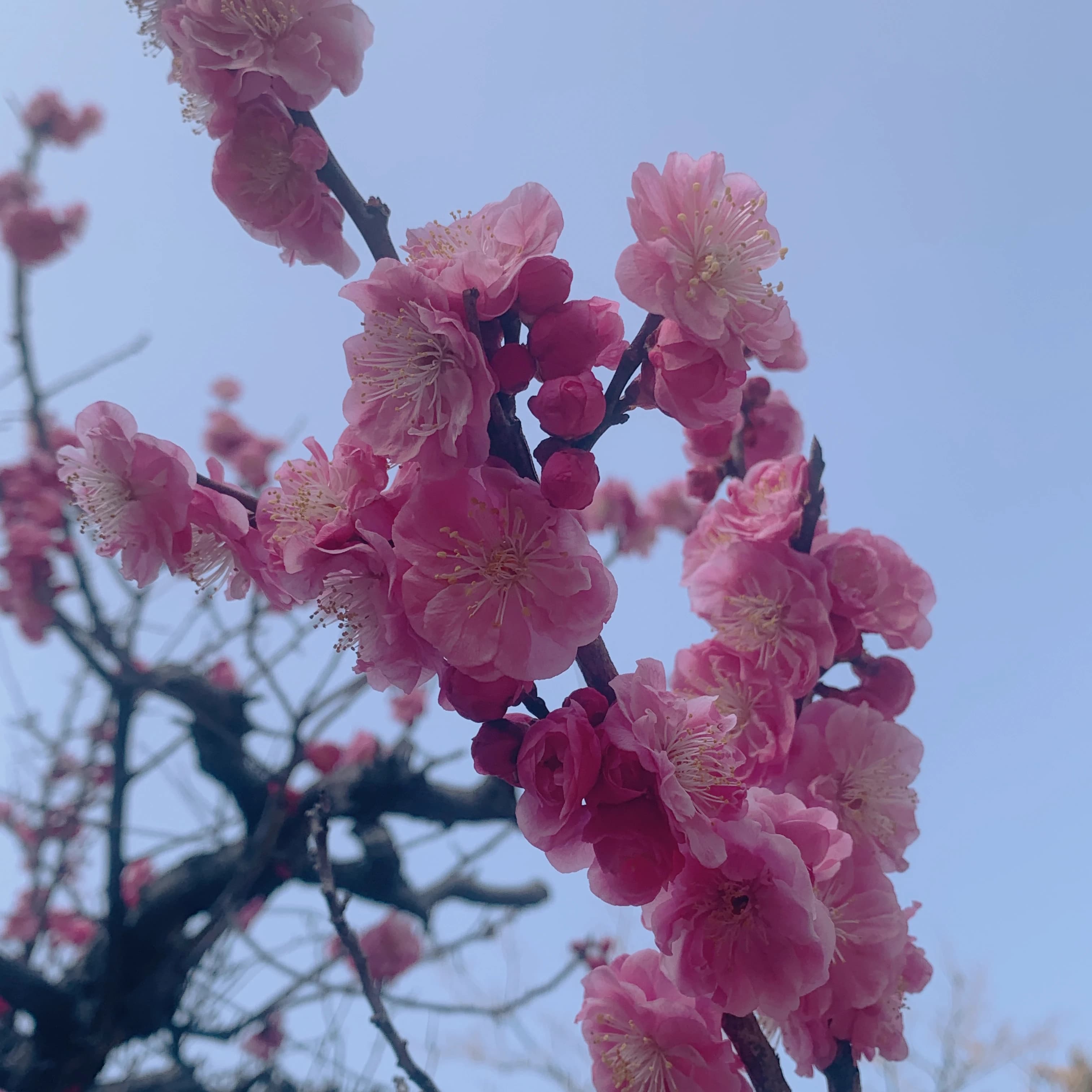 なかしまあきこピアノ教室 鶴原教室のサムネイル画像 5