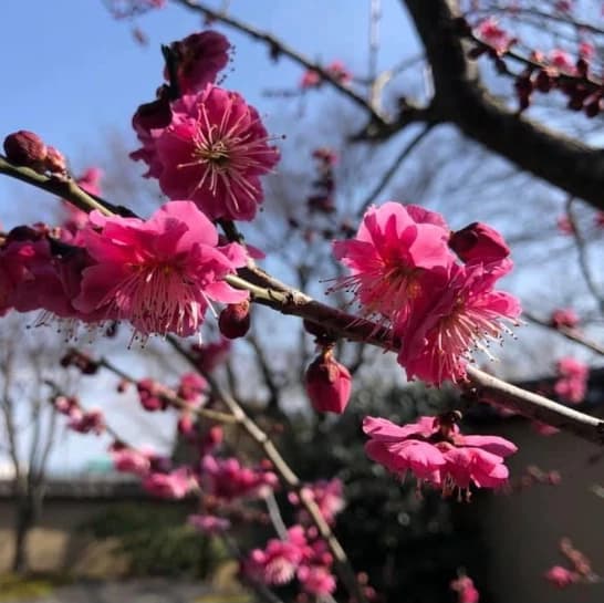 なかしまあきこピアノ教室 鶴原教室 画像 129