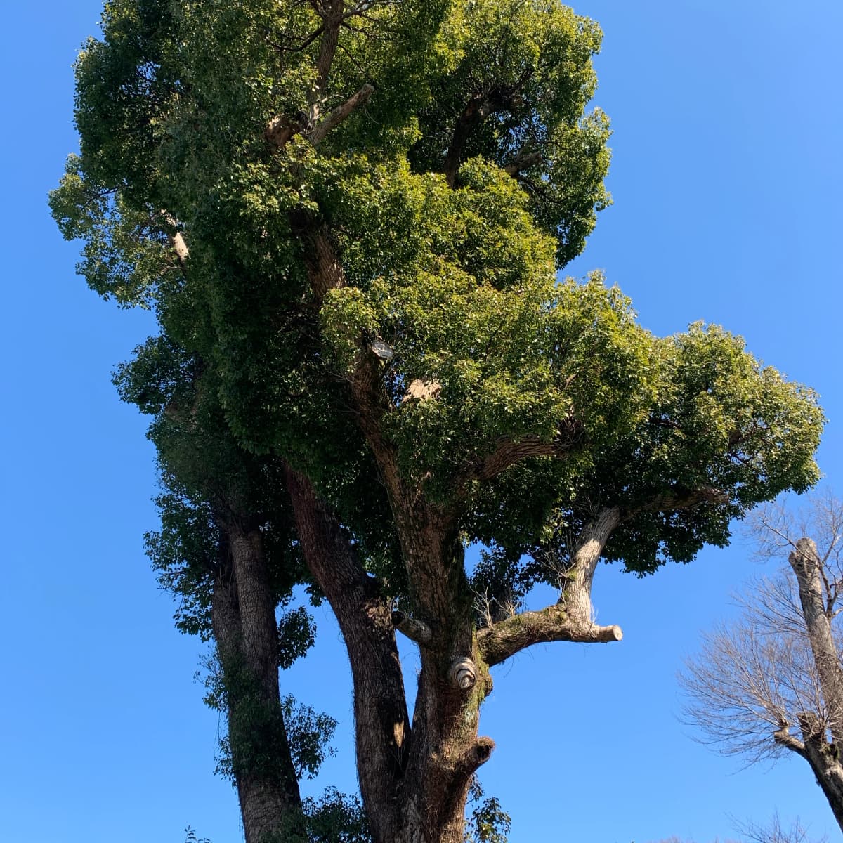 なかしまあきこピアノ教室 鶴原教室 画像 135