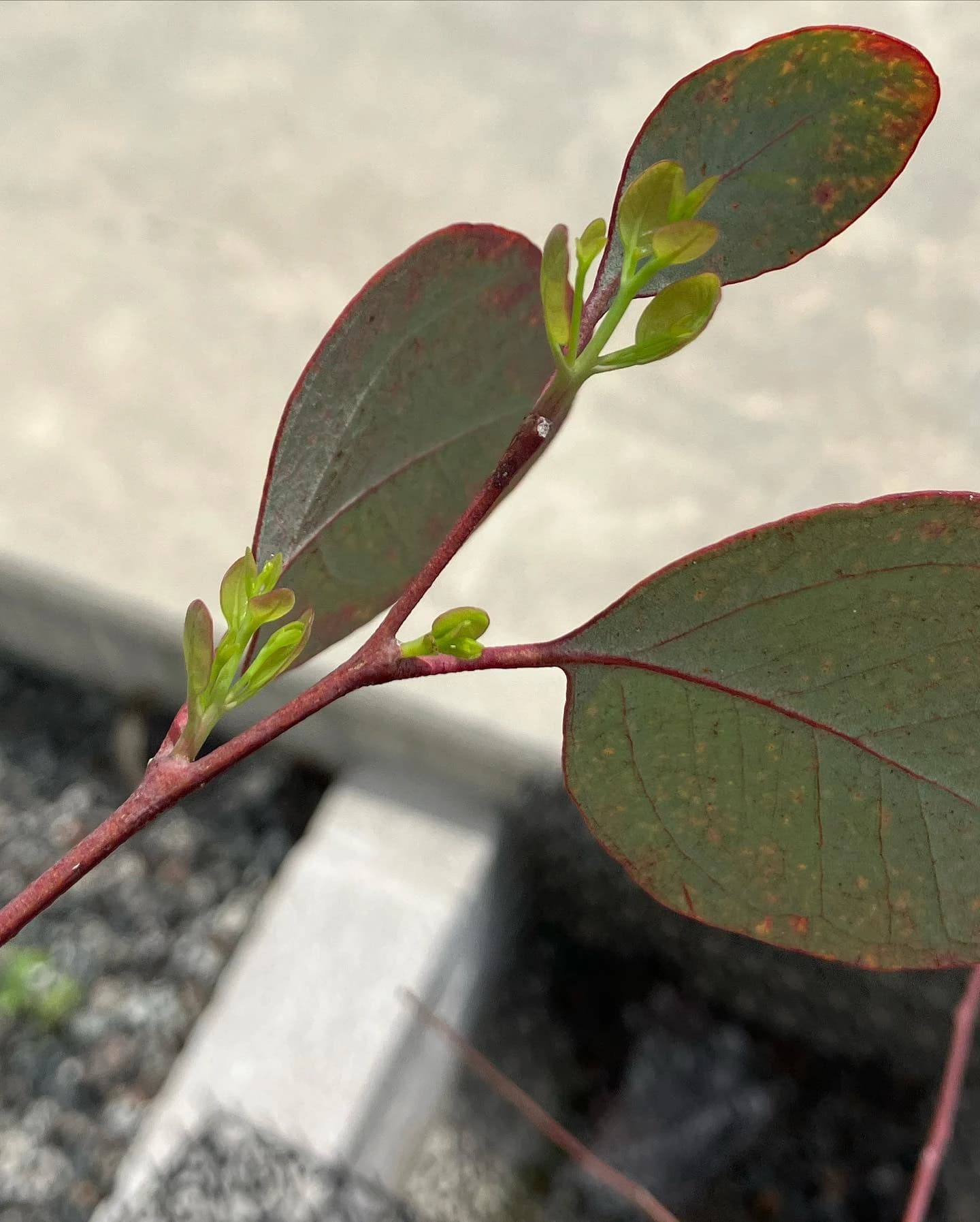 かおり音の教室 ピアノ 桃谷教室 画像 22