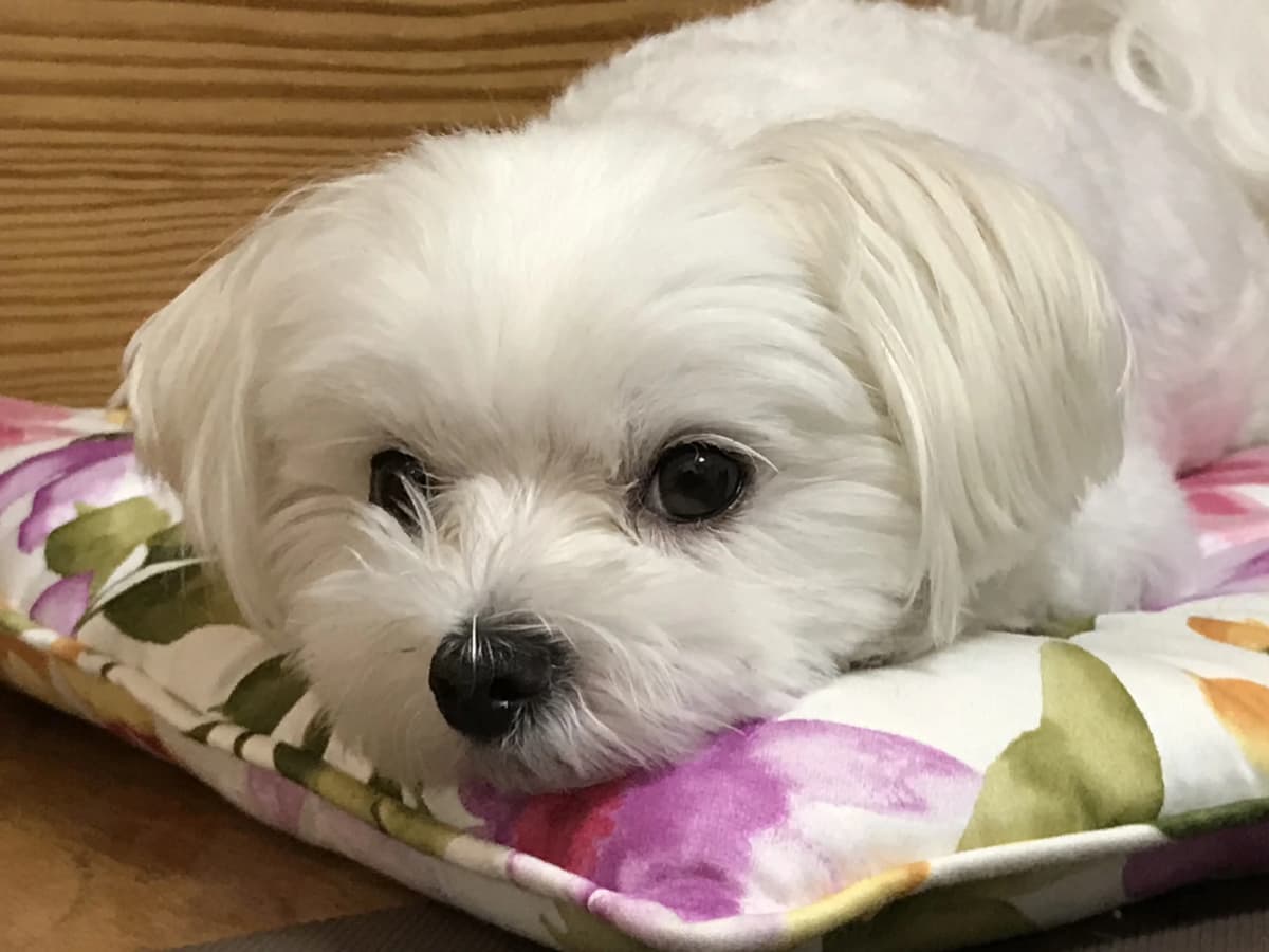 フクトメ ピアノバイオリン教室 近江八幡市若葉町教室 画像 19