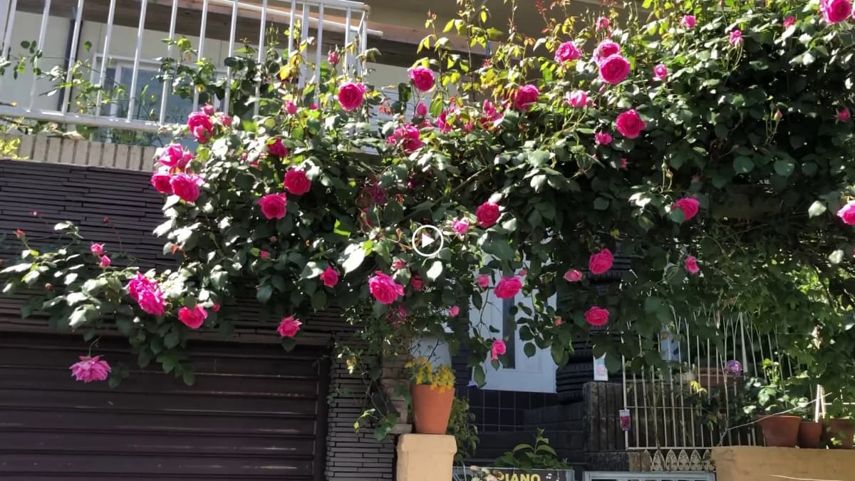 サムネイル画像 5