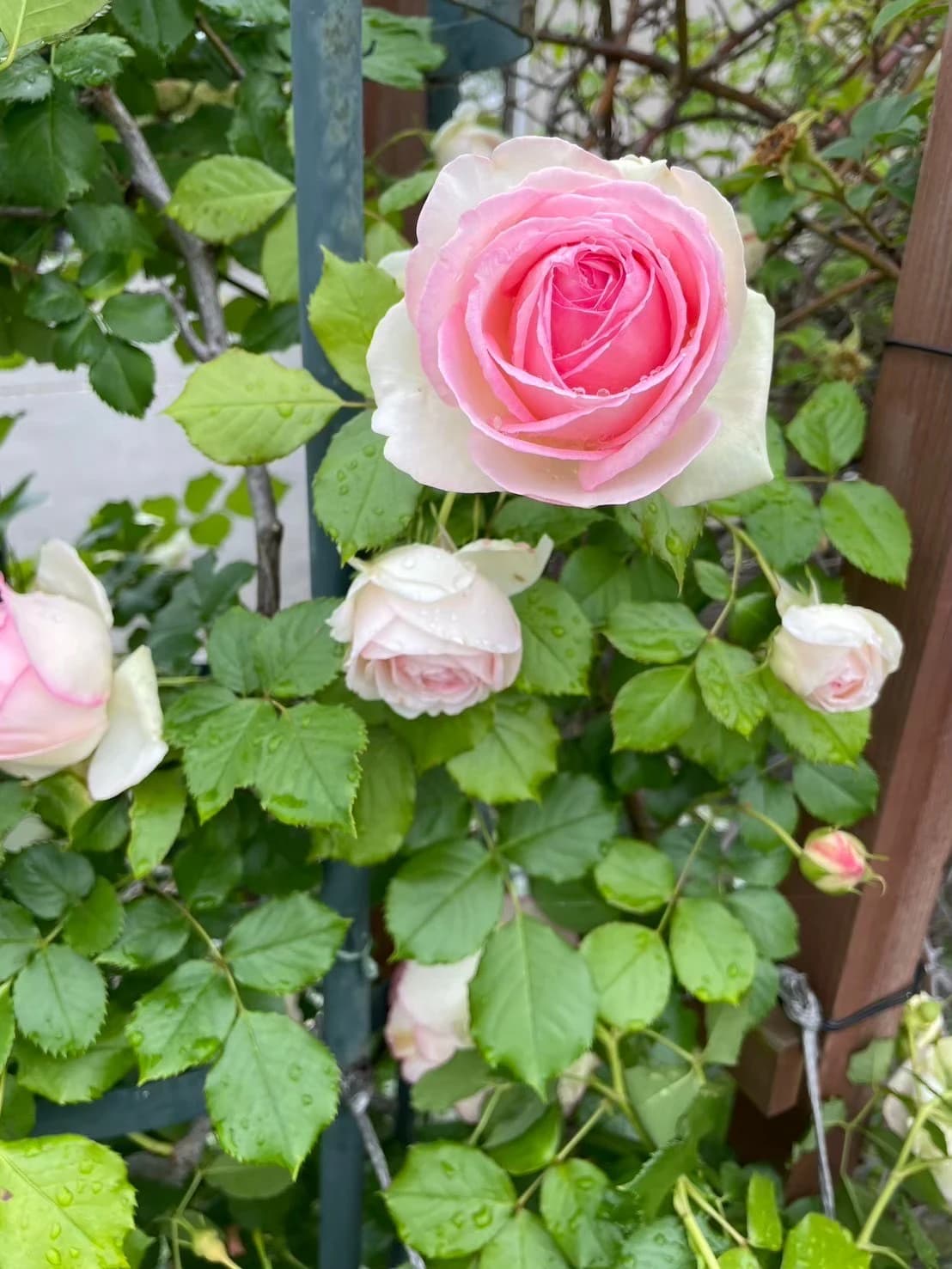 サムネイル画像 6