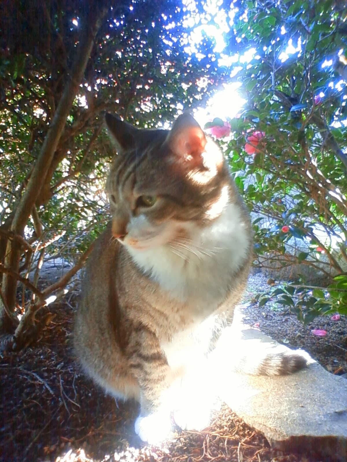 ピアノサロン・フィアカ 田村教室のサムネイル画像 4