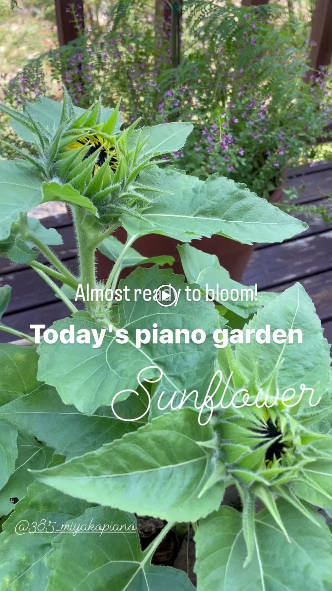 MIYAKO PIANO みやこ町教室 画像 19