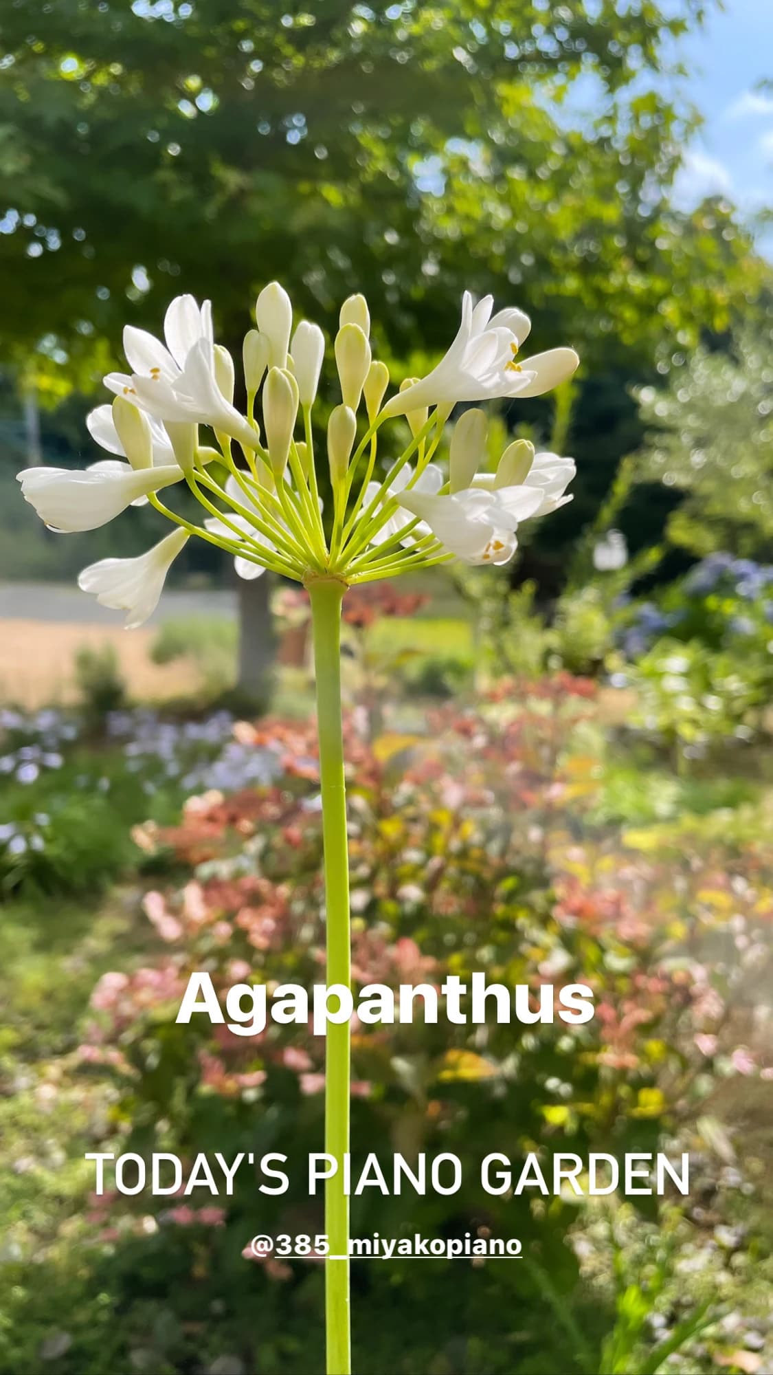 MIYAKO PIANO みやこ町教室 画像 22