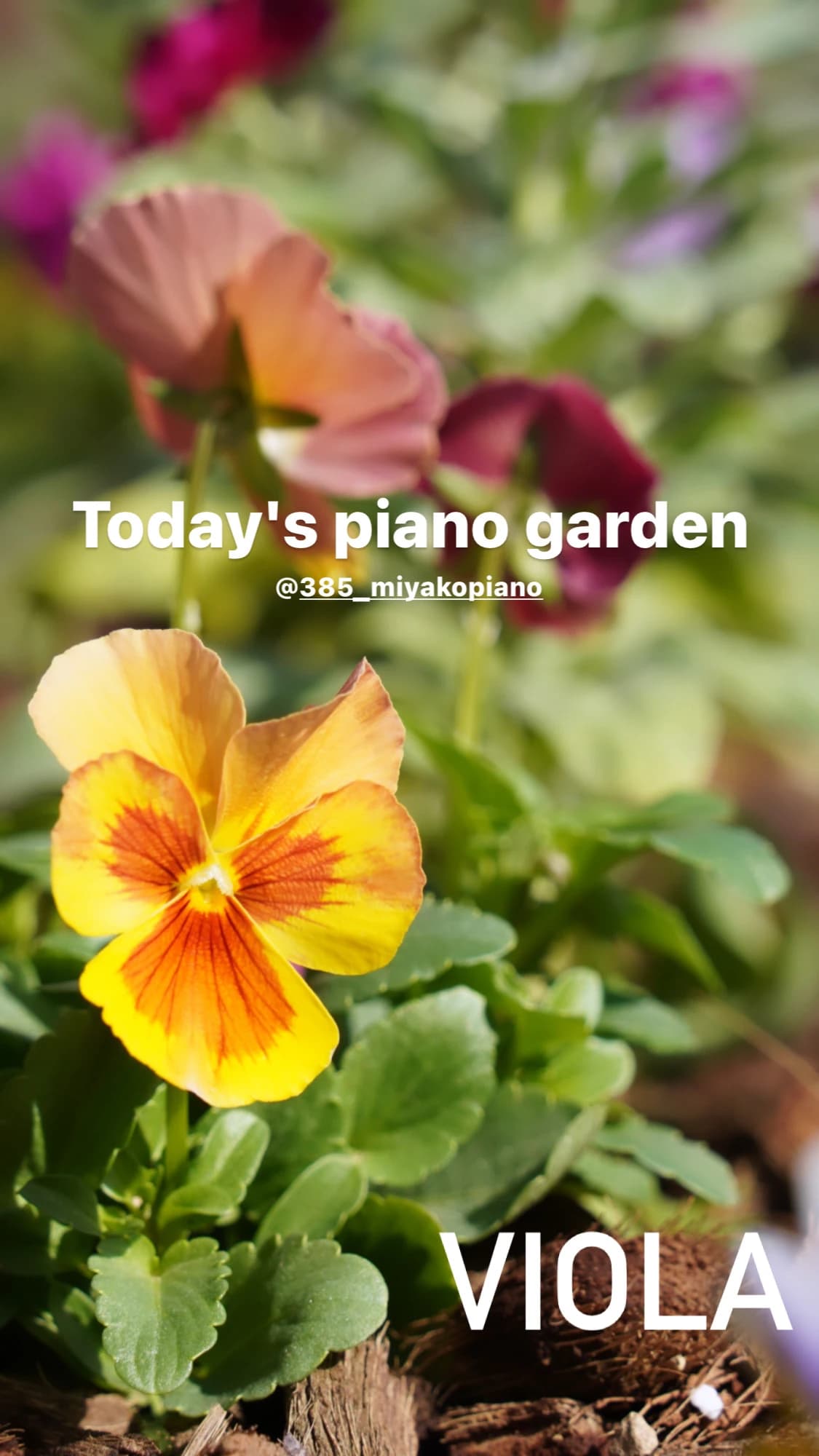 MIYAKO PIANO みやこ町教室 画像 25