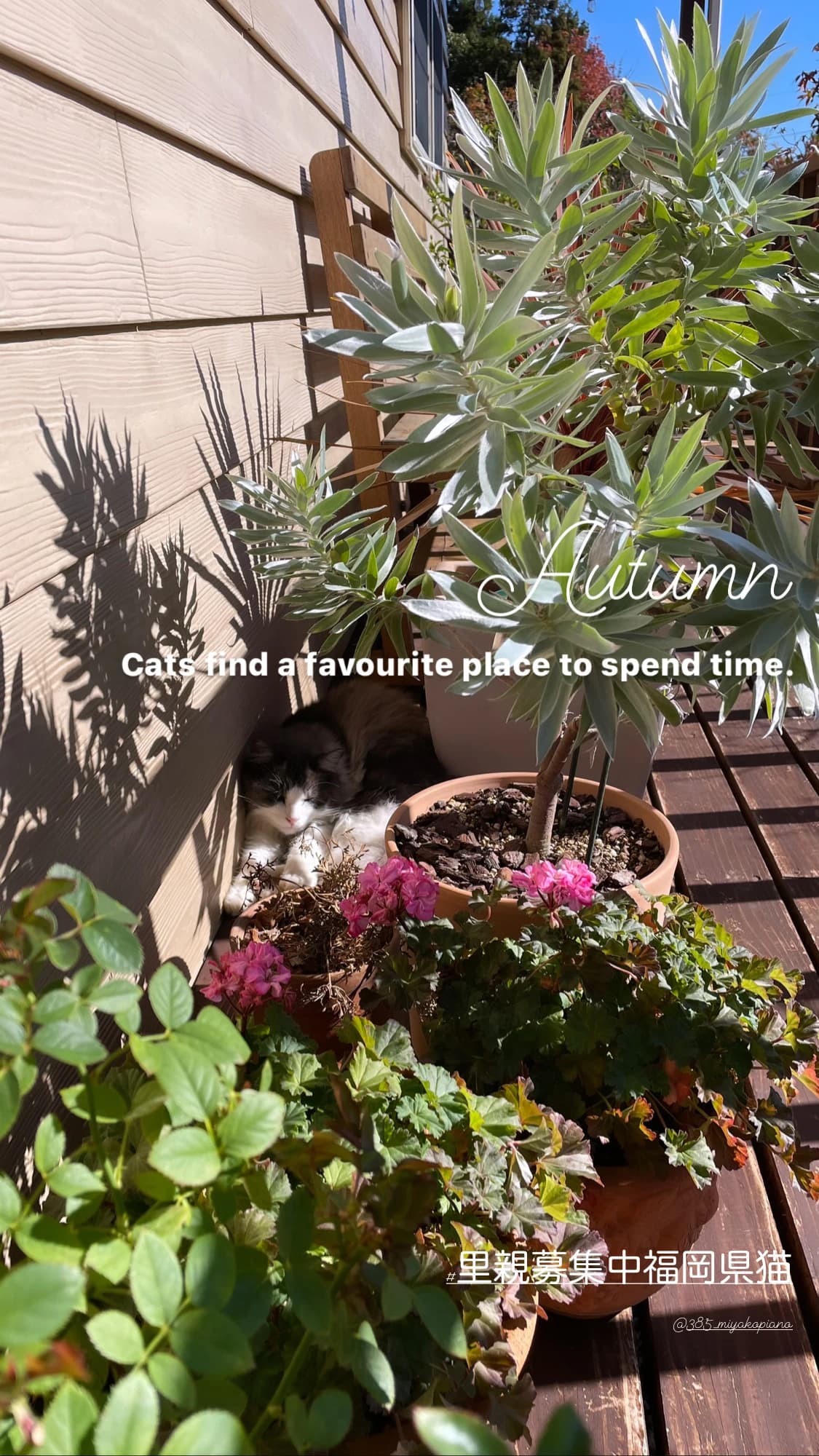 サムネイル画像 3