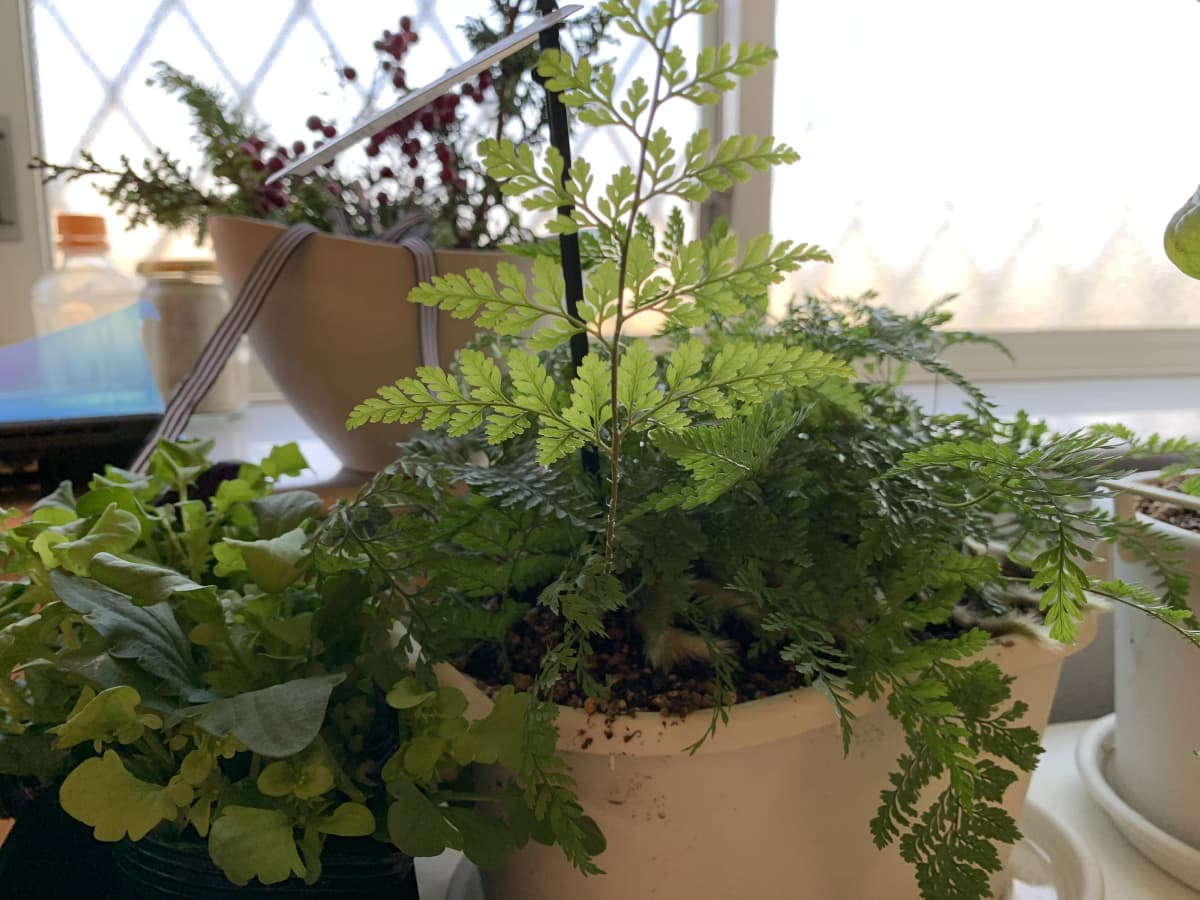 心を育むピアノ教室　わたなべミュージックステーション 粕屋教室 画像 65