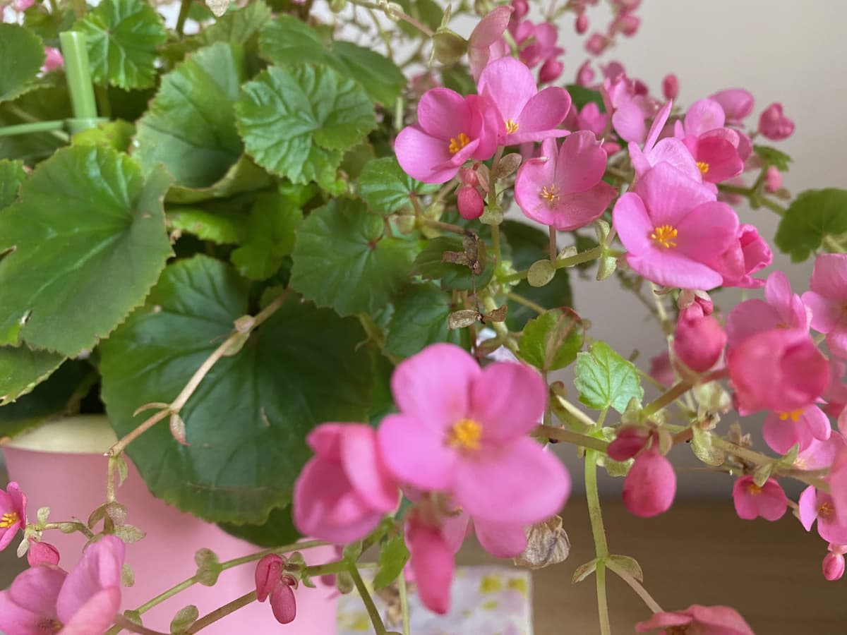 サムネイル画像 4