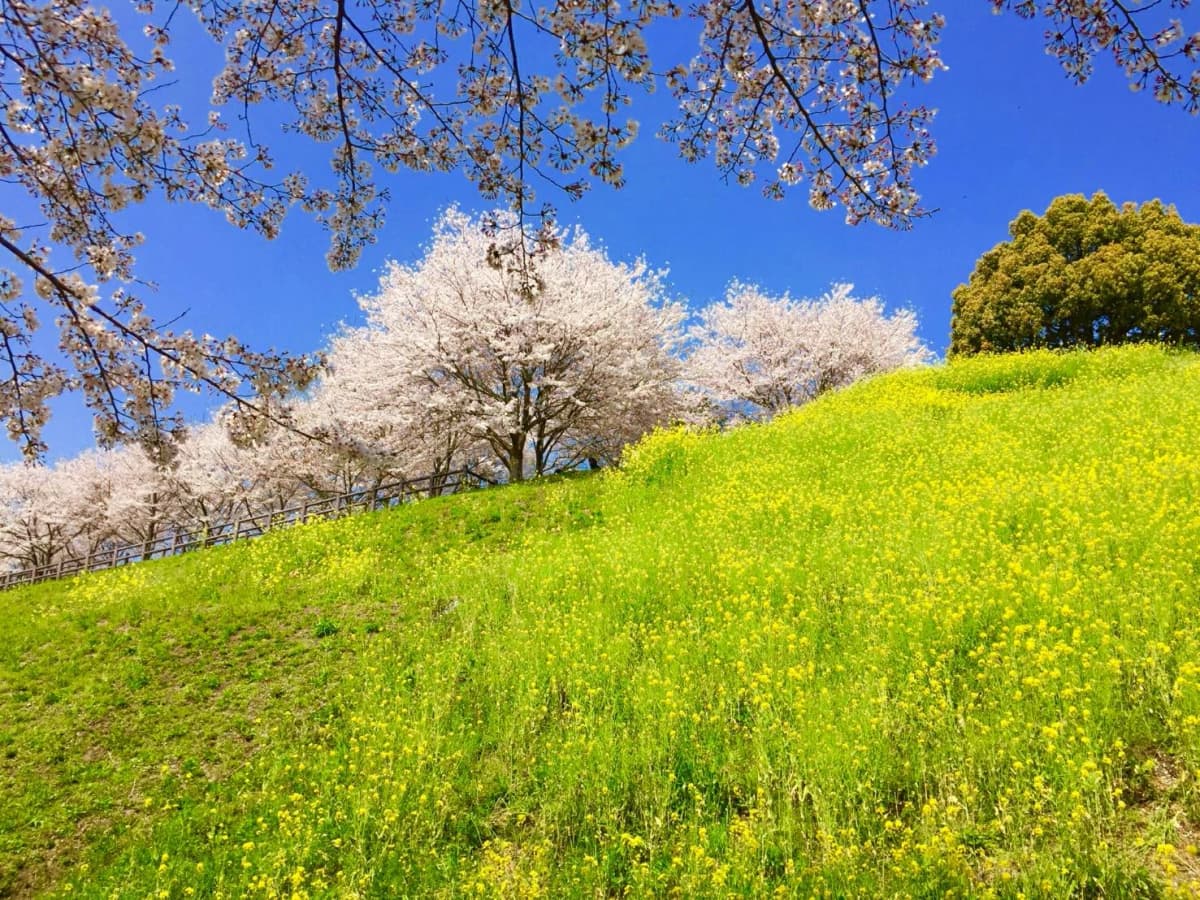 健軍参道ピアノ教室 健軍教室 画像 27