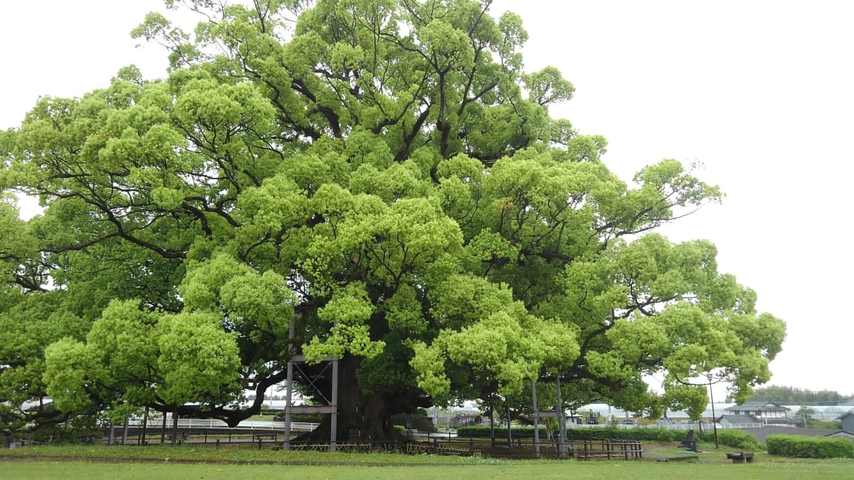 おたまじゃくし音楽教室[熊本県] ピアノ 湖東教室 画像 24