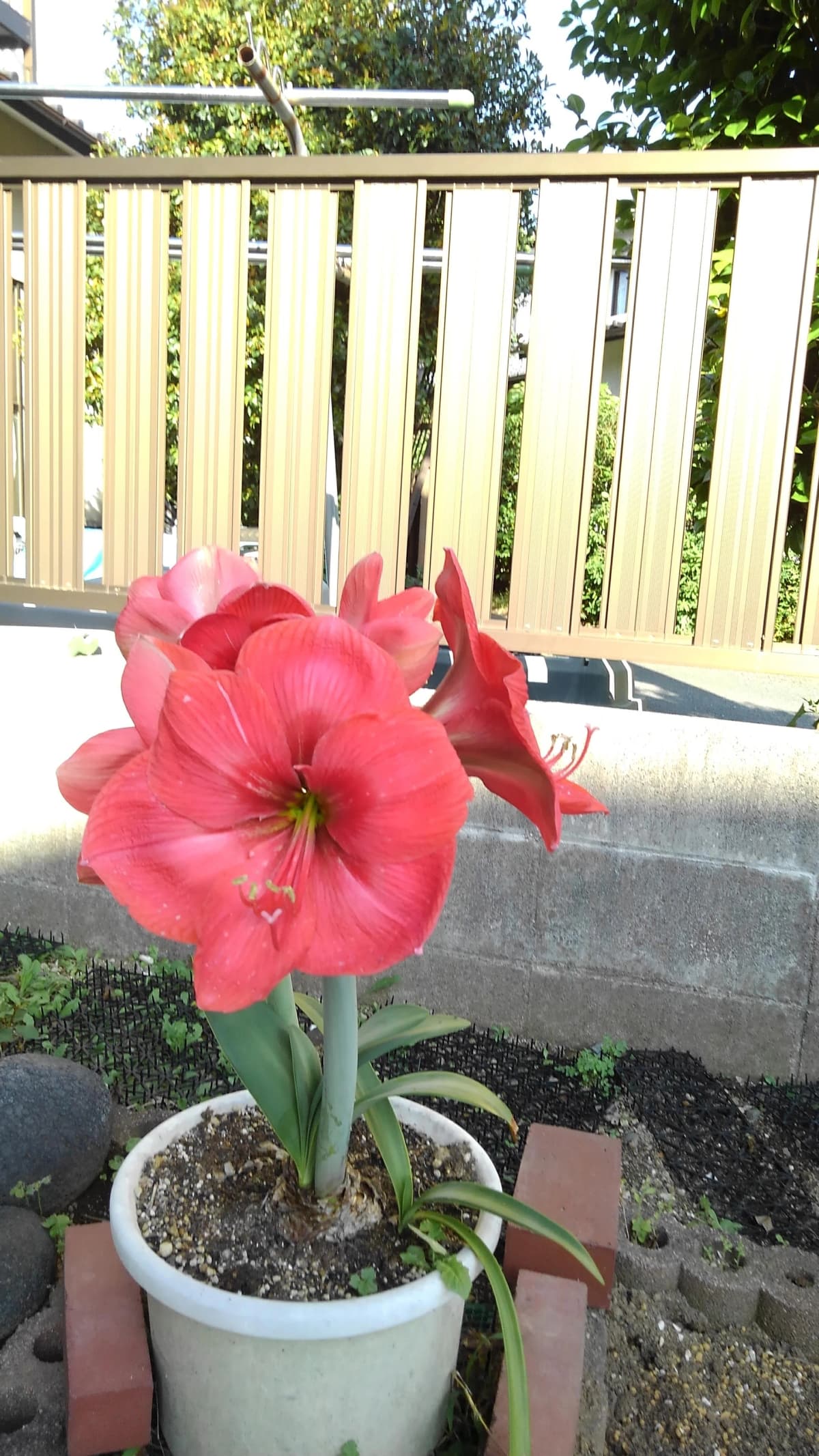 おたまじゃくし音楽教室[熊本県] ピアノ 湖東教室 画像 64