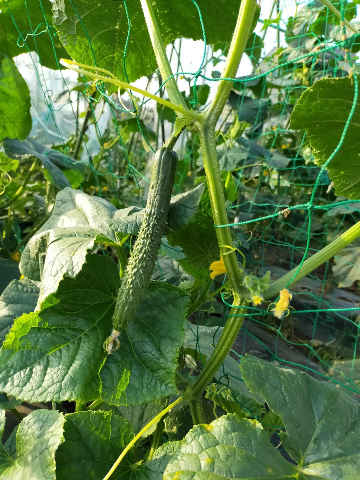 サムネイル画像 5