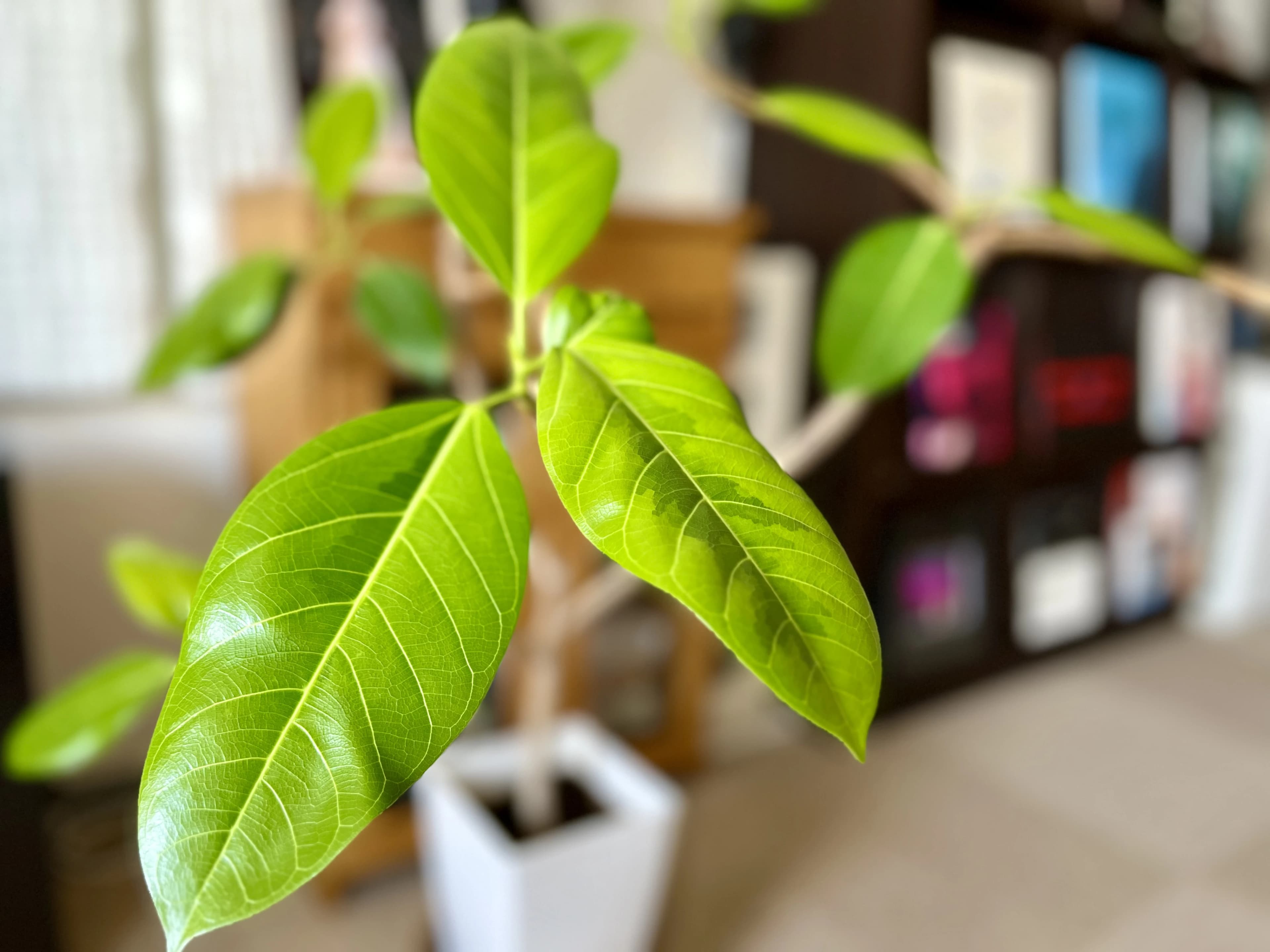 ハウスムジーク ボーカル・ボイストレーニング 丸の内教室のサムネイル画像 2