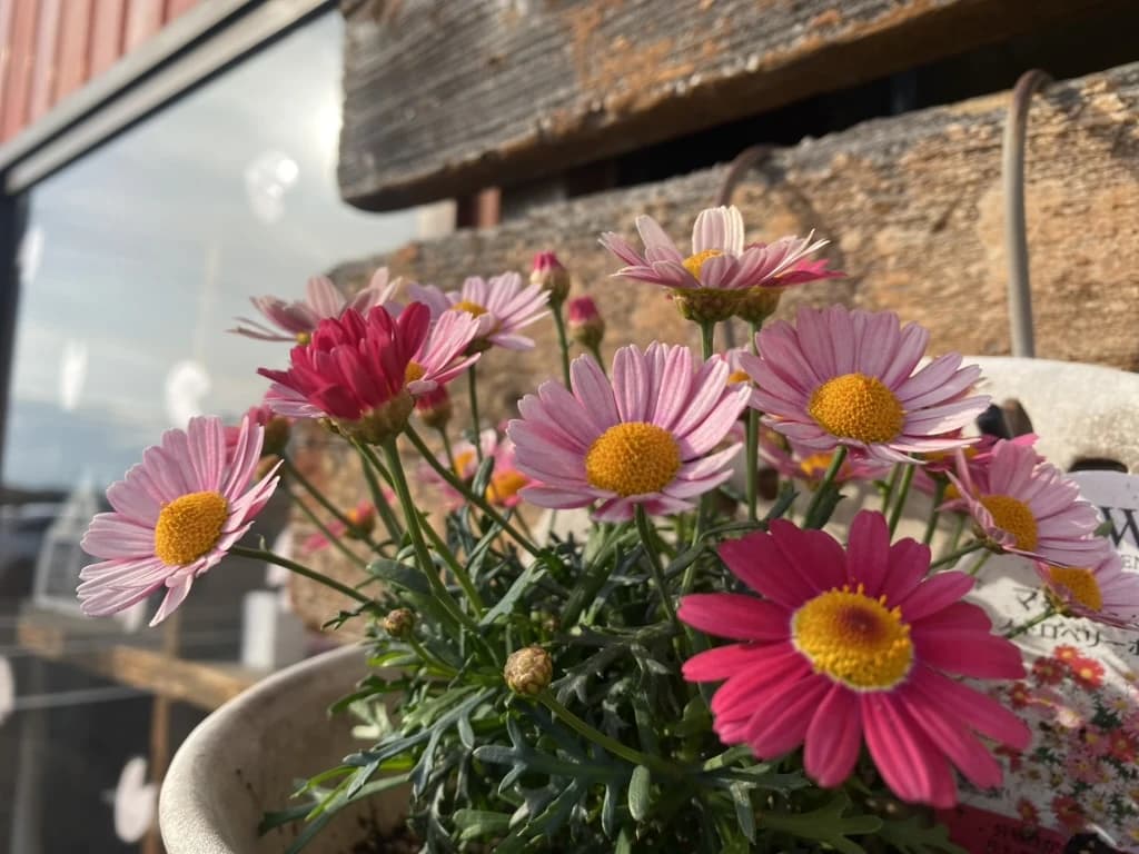 MUSIC LA FESTA ギター 鳥谷教室 画像 16