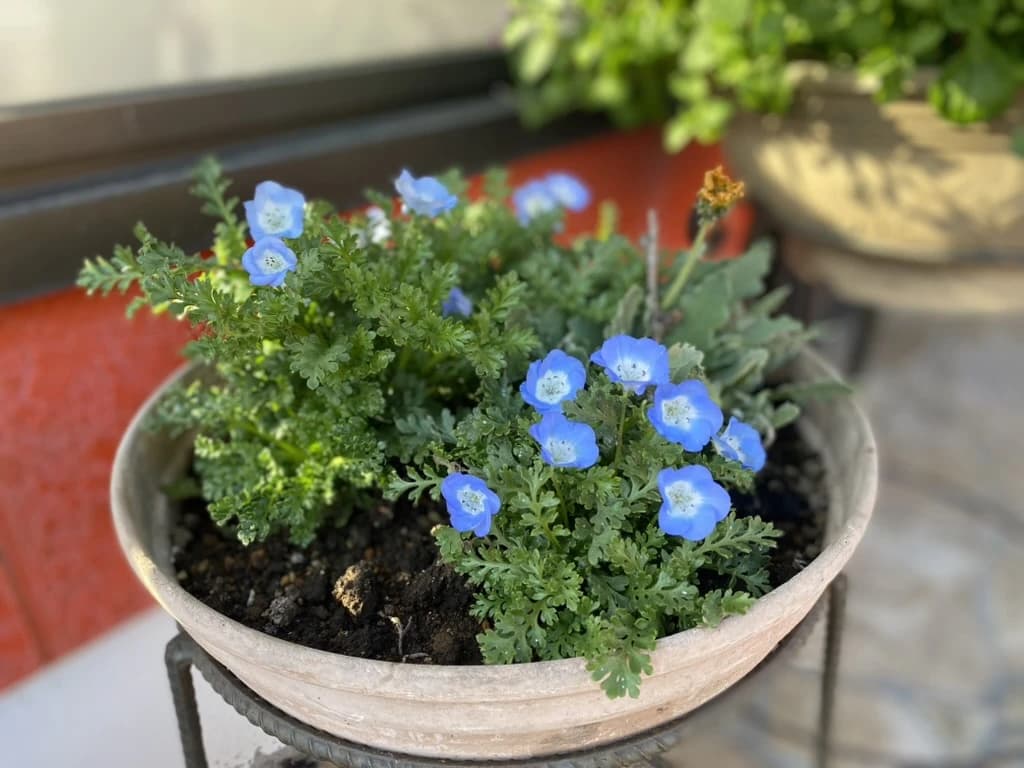 MUSIC LA FESTA ギター 鳥谷教室 画像 43