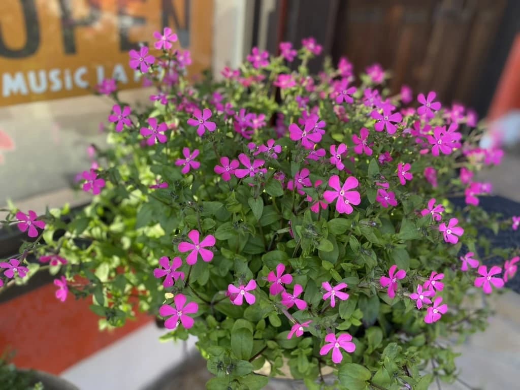 MUSIC LA FESTA ギター 鳥谷教室 画像 55