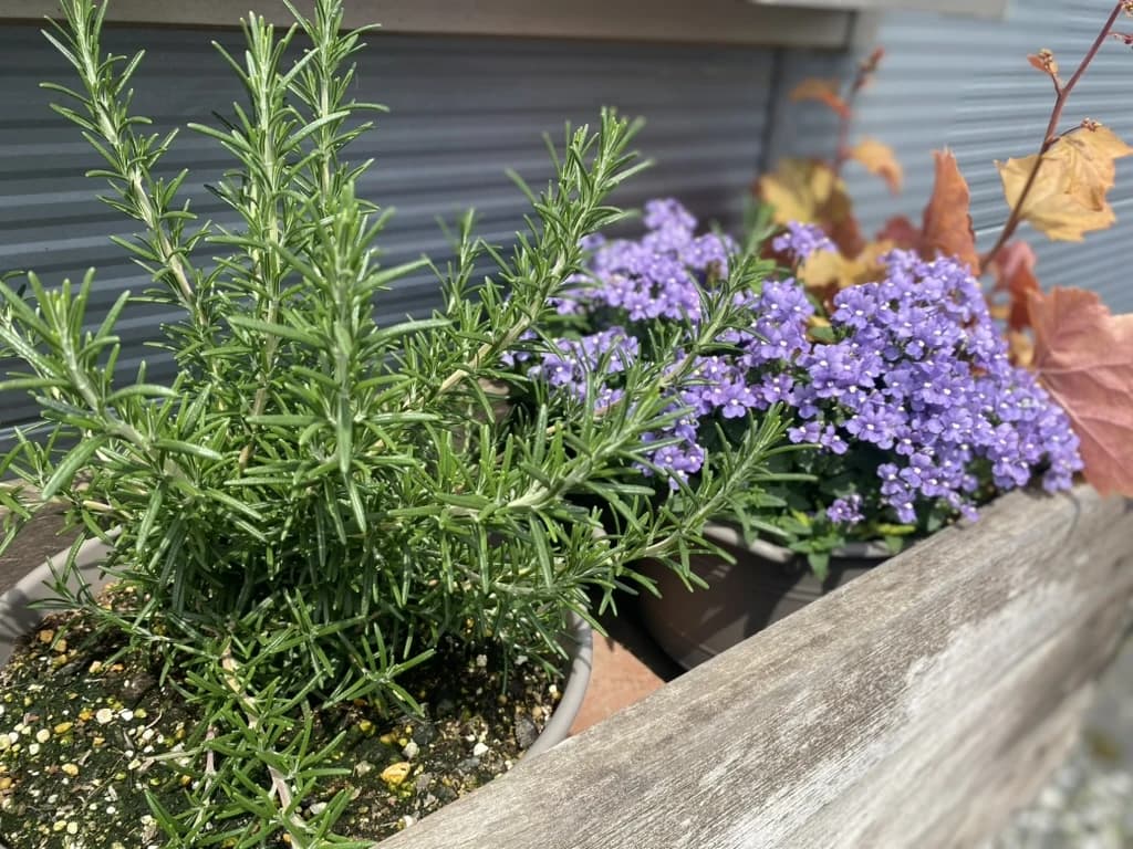 MUSIC LA FESTA ギター 鳥谷教室 画像 87